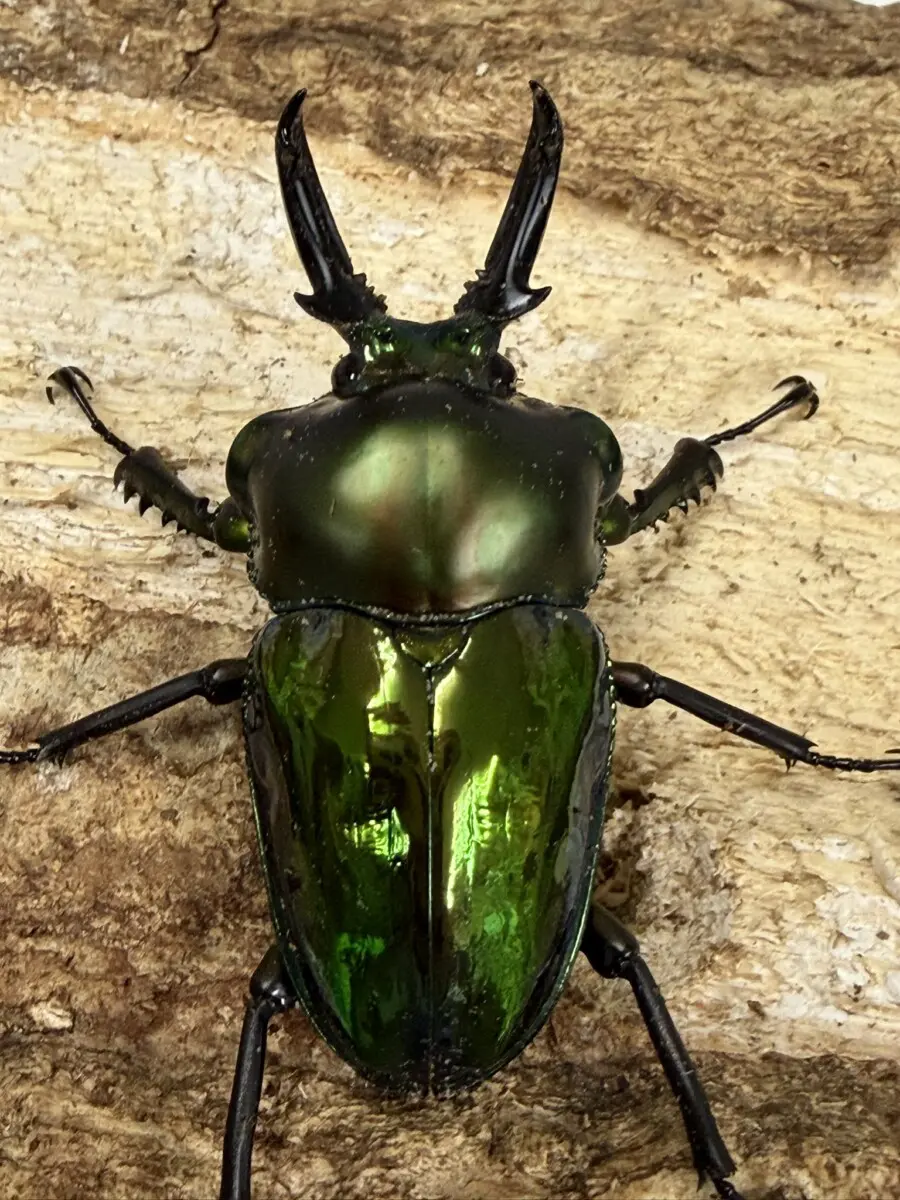 ニジイロクワガタ 52ミリペア - クワガタ横丁