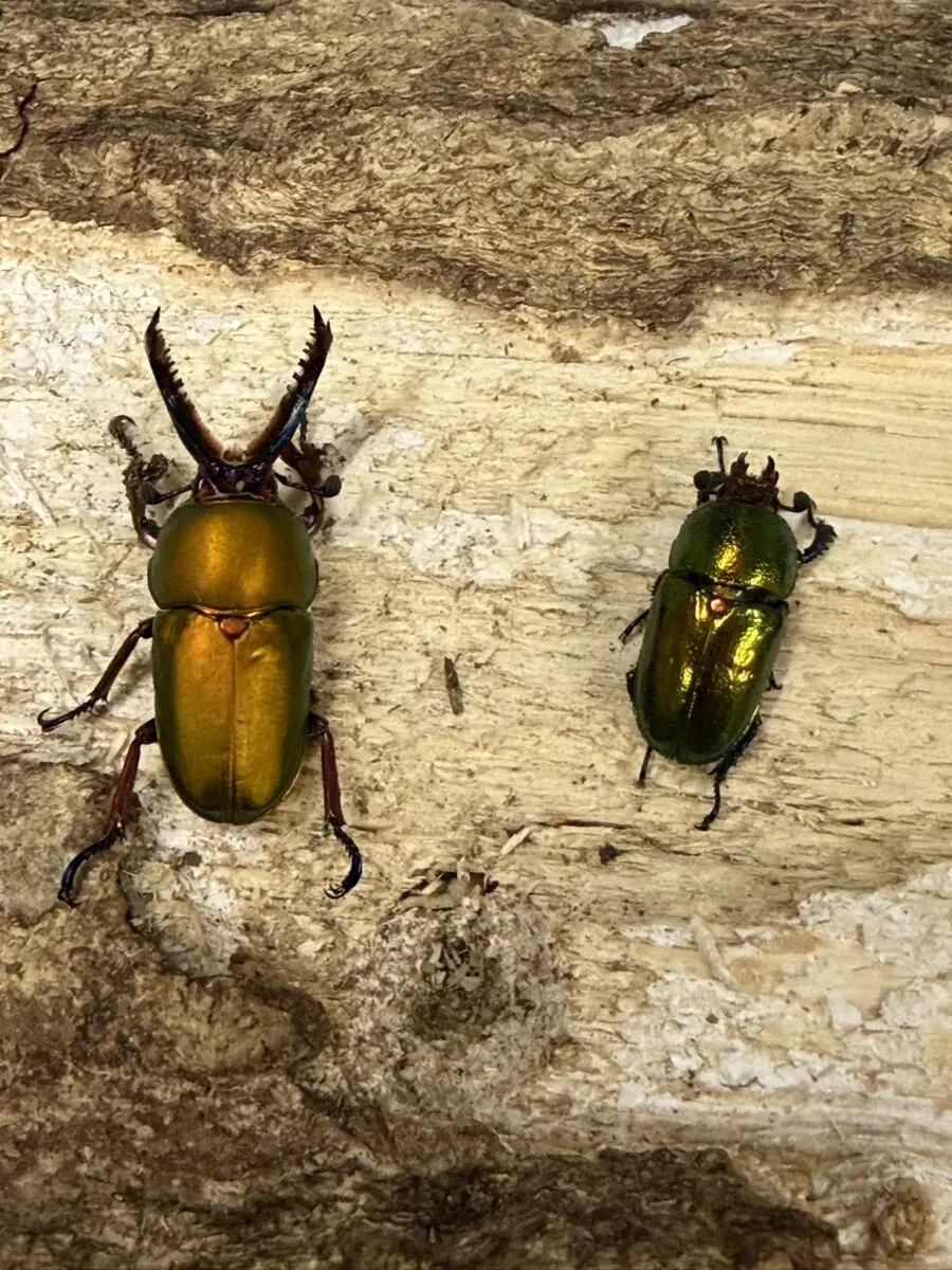 ホーム - クワガタ横丁