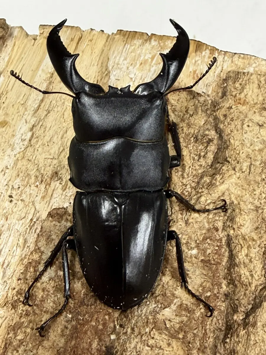 ヒラタクワガタ ヒラタクワガタ（神奈川県東部産）WF1 飼育記録まとめ - stag_beetle_japan