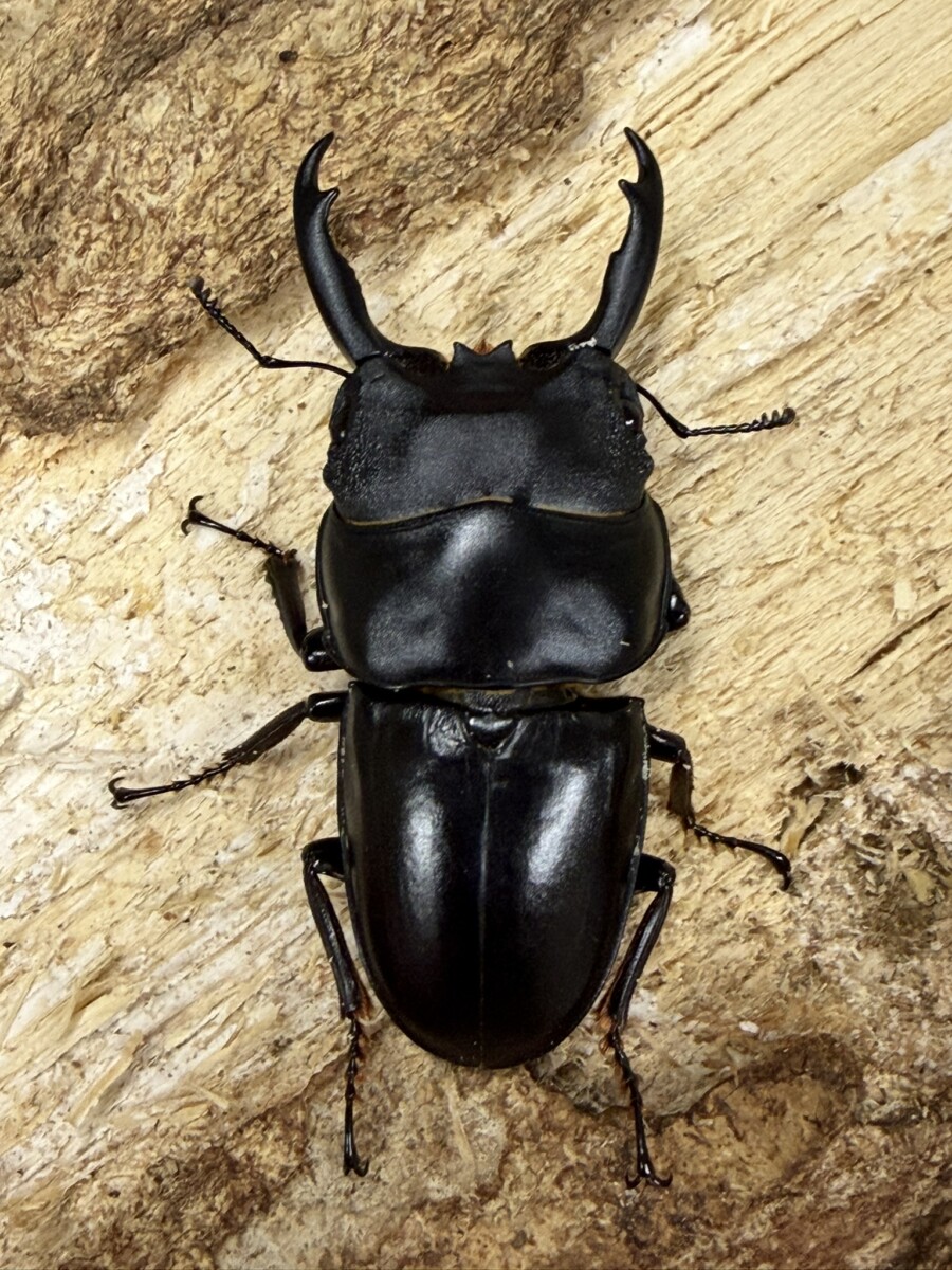 商品 - クワガタ横丁