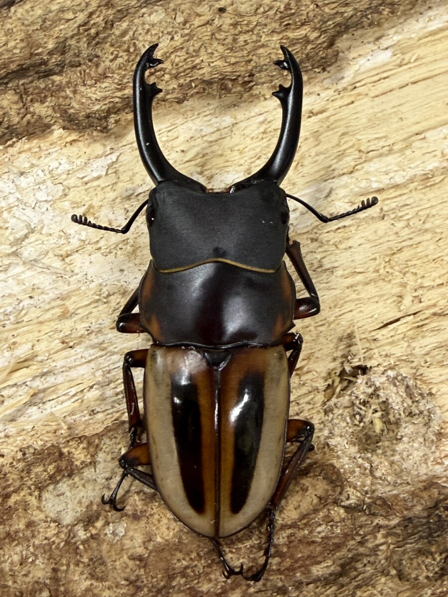 商品 - クワガタ横丁