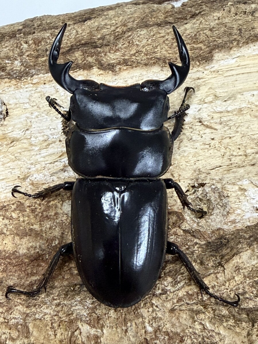 新商品 - クワガタ横丁