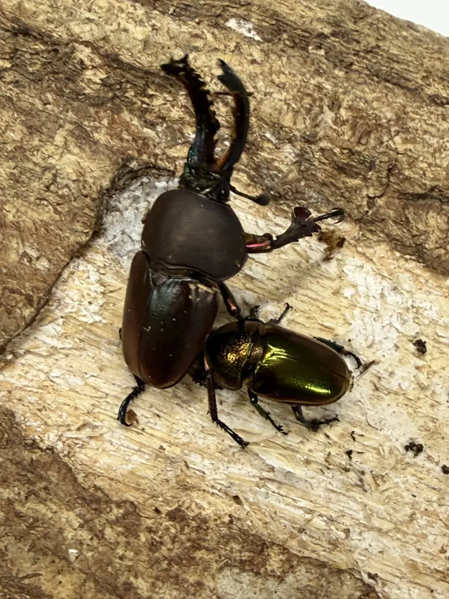 豪州産 カタハリクワガタ 18mm 豪州産 カタハリクワガタ 18mm 豪州産