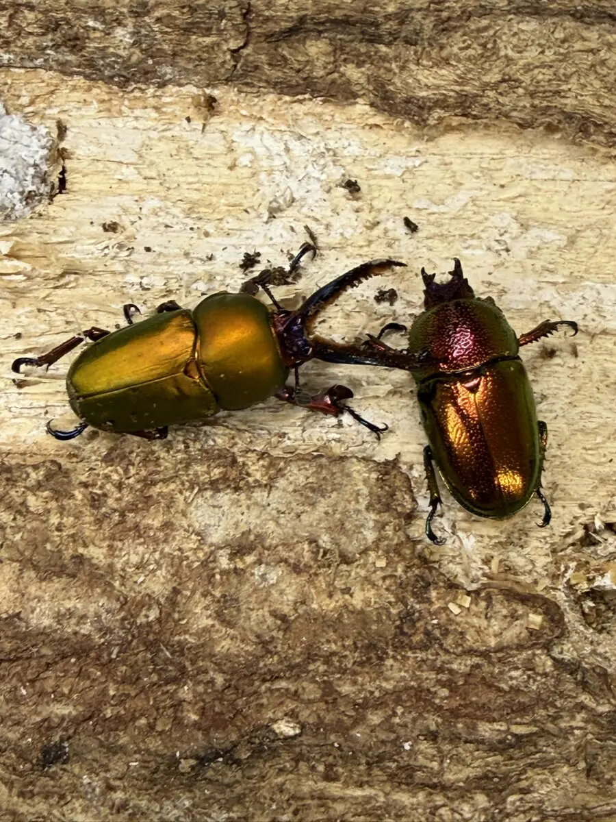 新商品 - クワガタ横丁