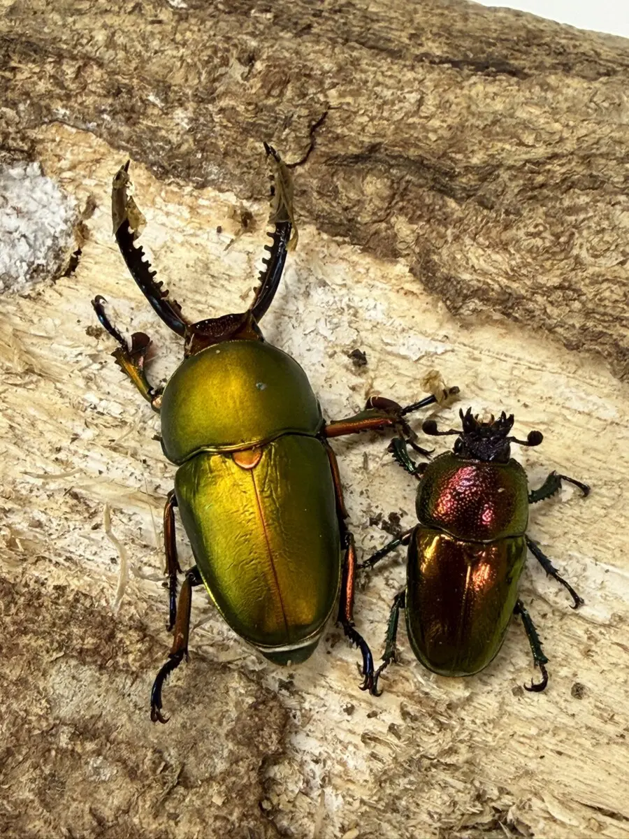 オーストラリア - クワガタ横丁