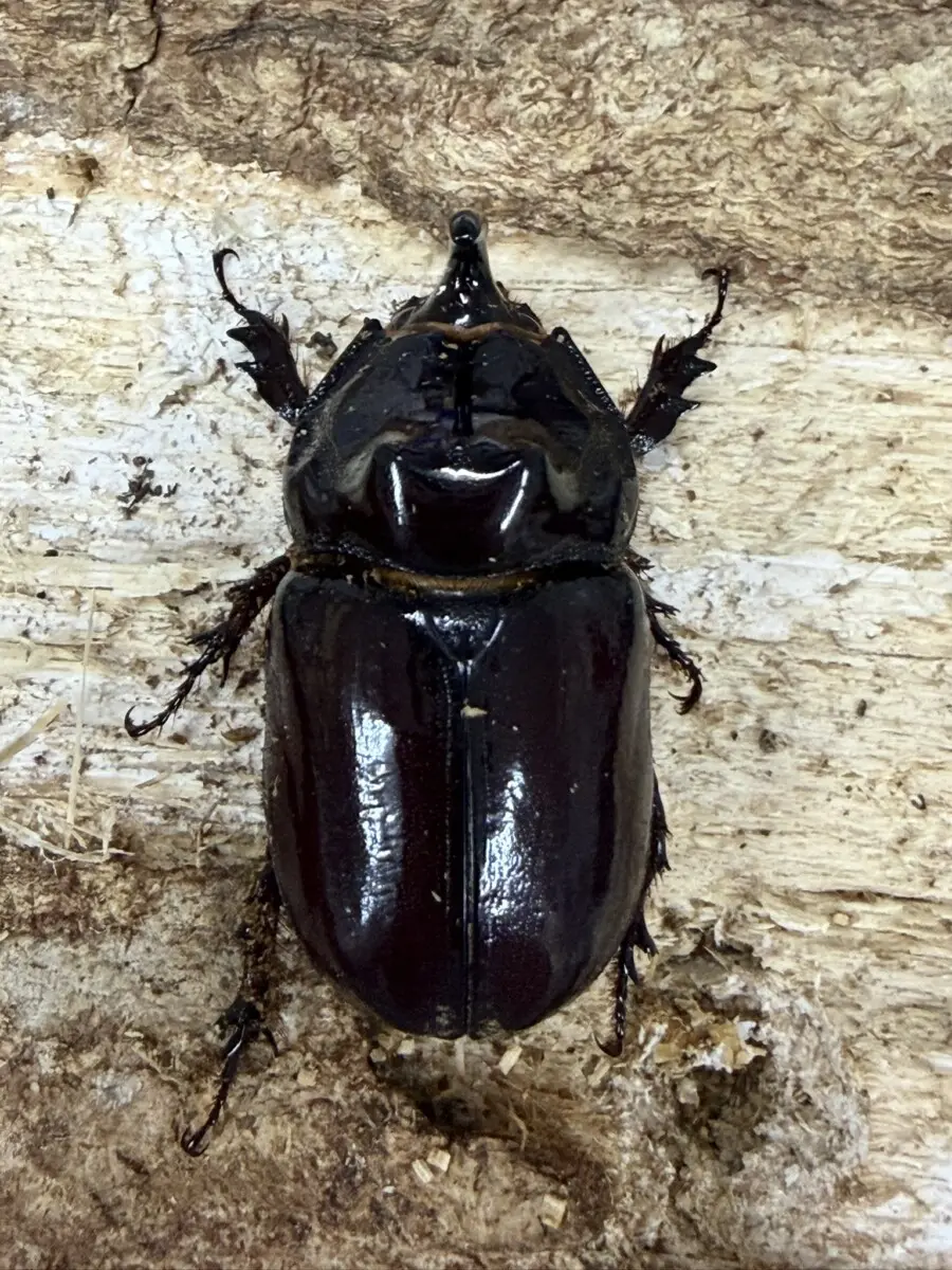 新商品 - クワガタ横丁