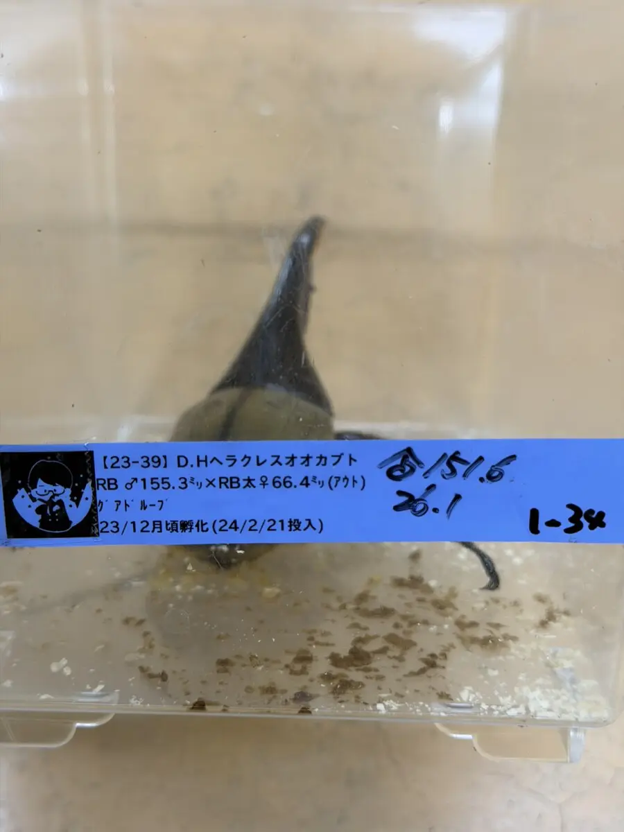 ヘラクレス・ヘラクレス 151，6ミリペア クワカブの部屋三森氏作