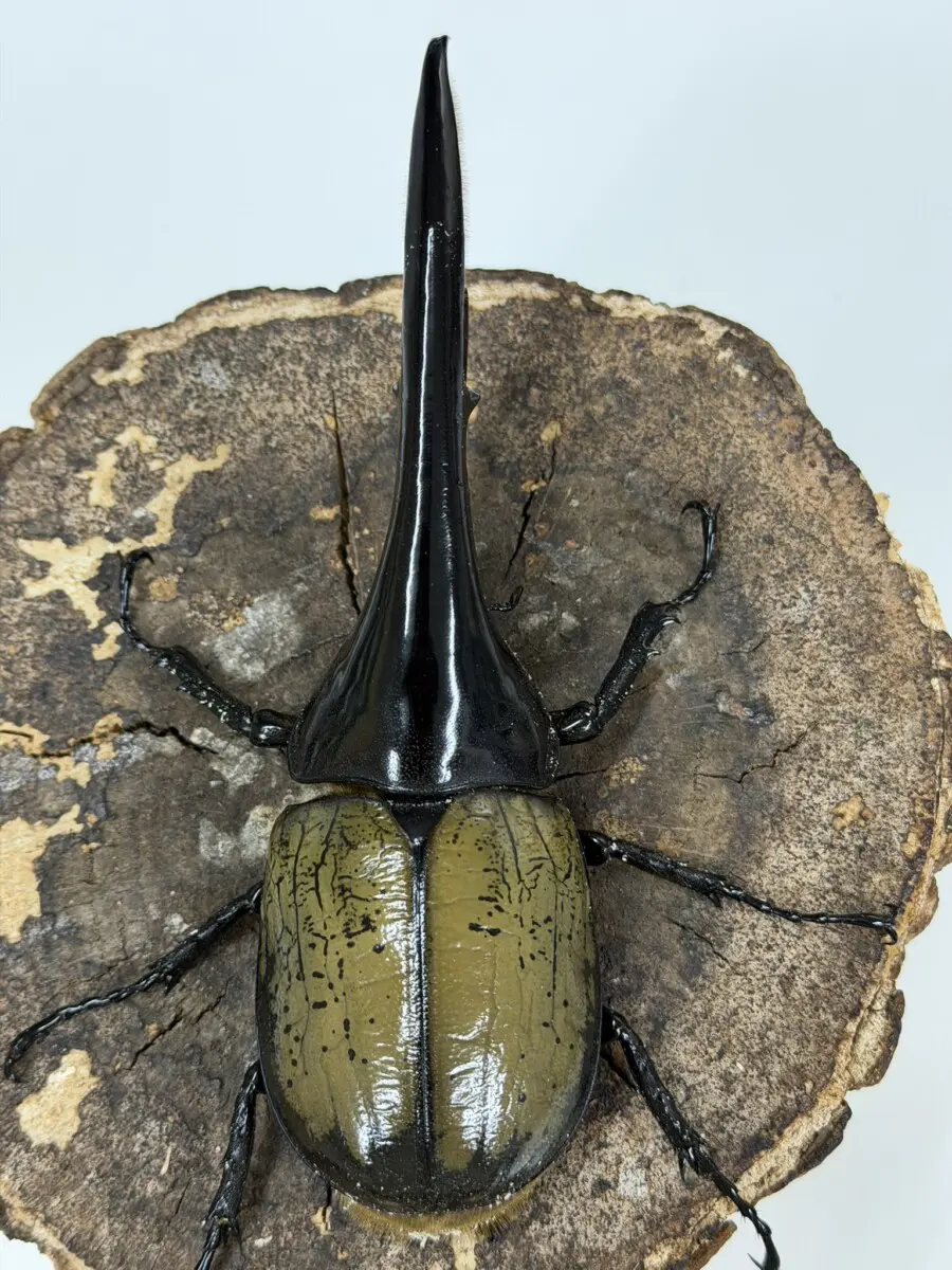 ヘラクレス・ヘラクレス 151，6ミリペア クワカブの部屋三森氏作