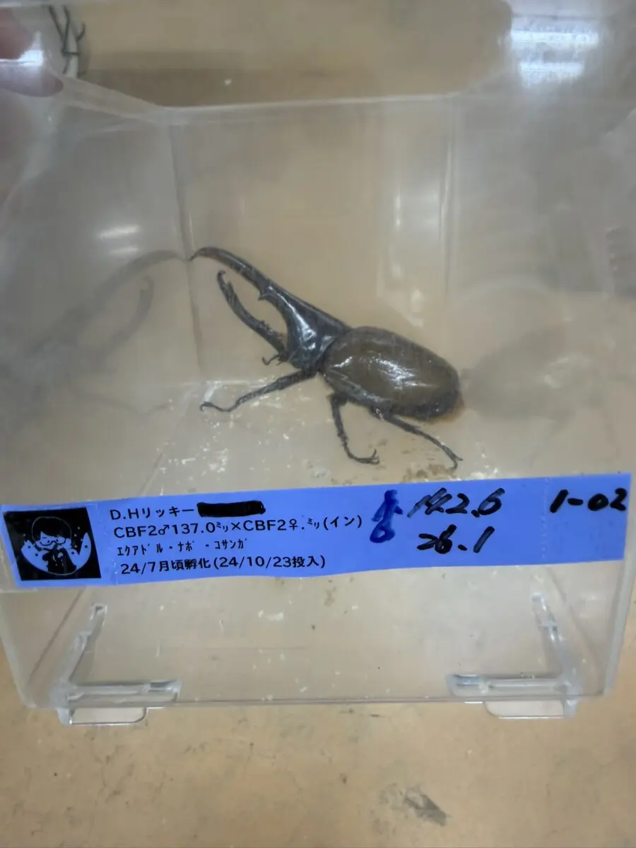 ヘラクレス・リッキー 142，6ミリペア - クワガタ横丁