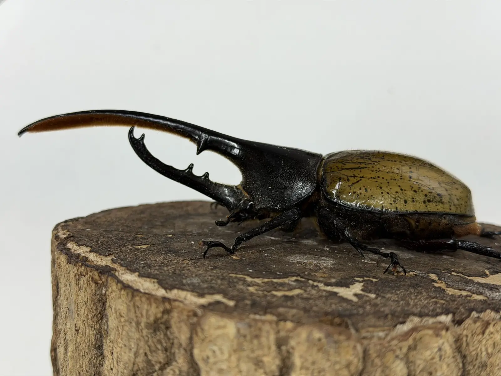 ヘラクレス・モリシマイ 140，4ミリペア - クワガタ横丁