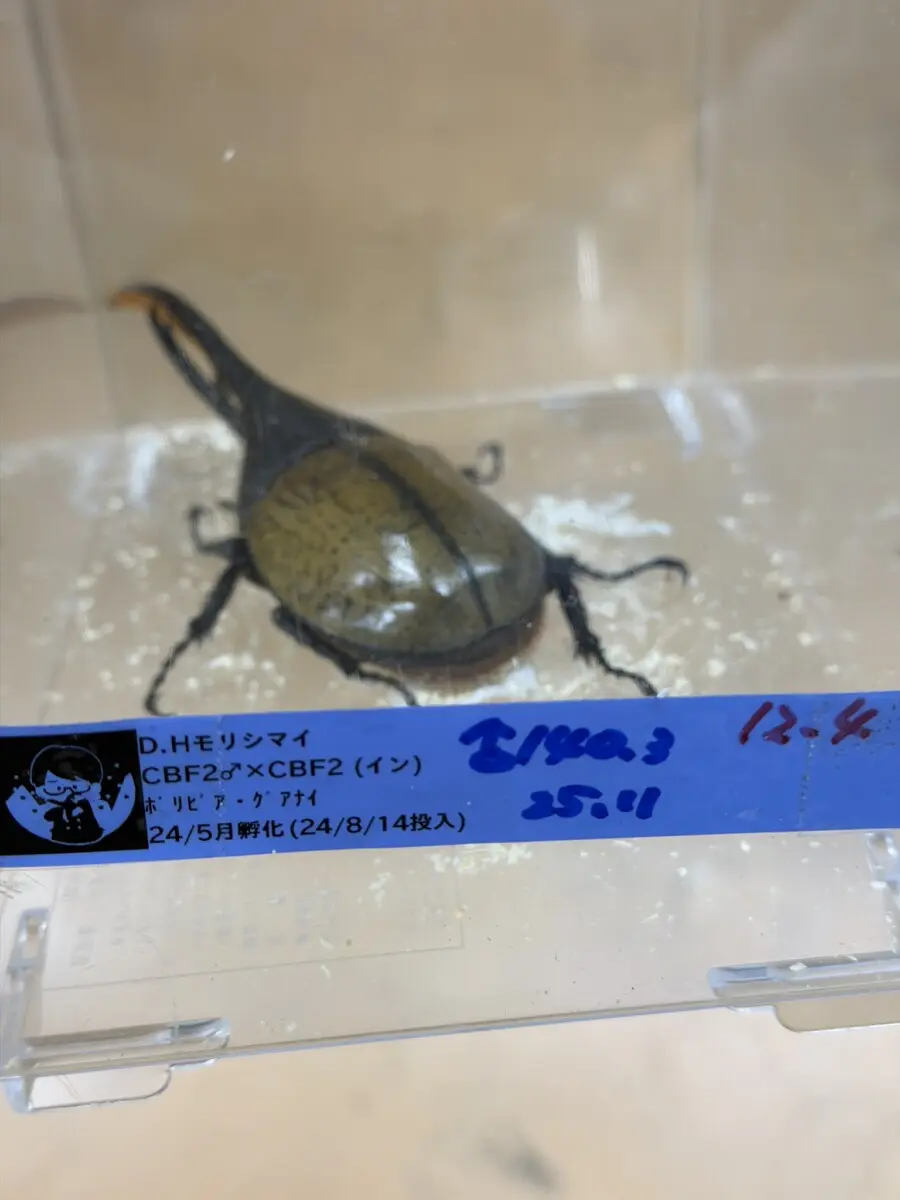 ヘラクレス・モリシマイ 140，4ミリペア - クワガタ横丁