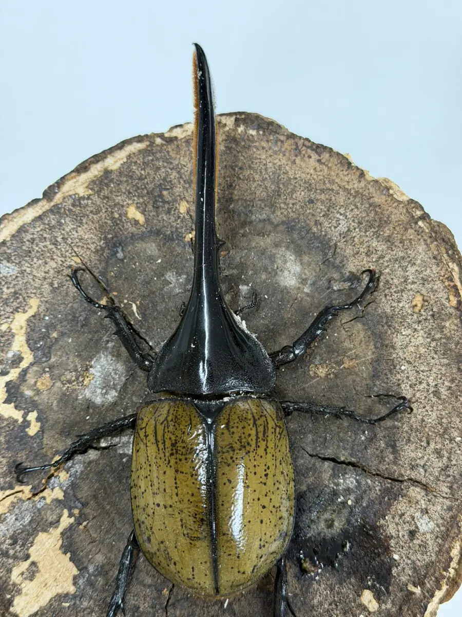 ヘラクレス❻ ヘラクレスオオカブト_ヘラクレス ヘラクレス – HAWAIIAN BEETLE