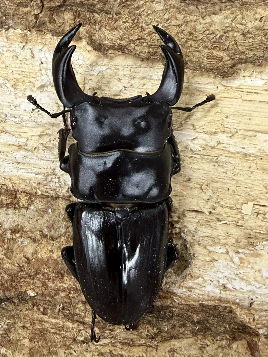 国産オオクワガタ 阿古谷 62，9ミリペア - クワガタ横丁