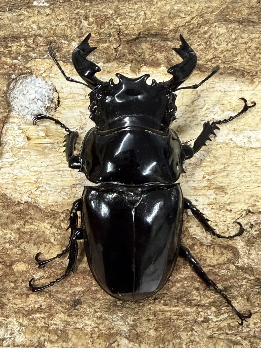 メソトプス・タランドゥス 70UPペア - クワガタ横丁