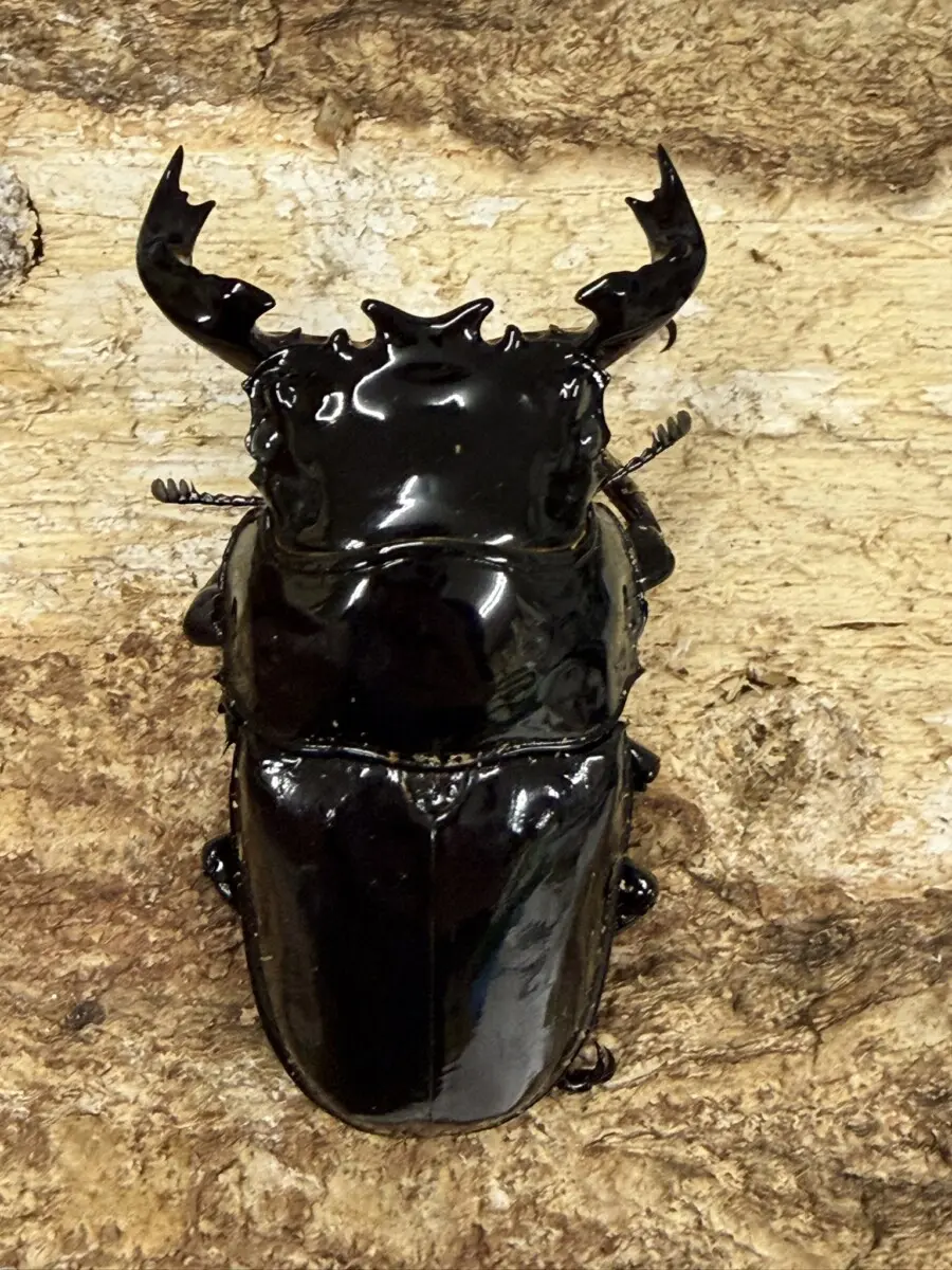 タランドゥス - クワガタ横丁