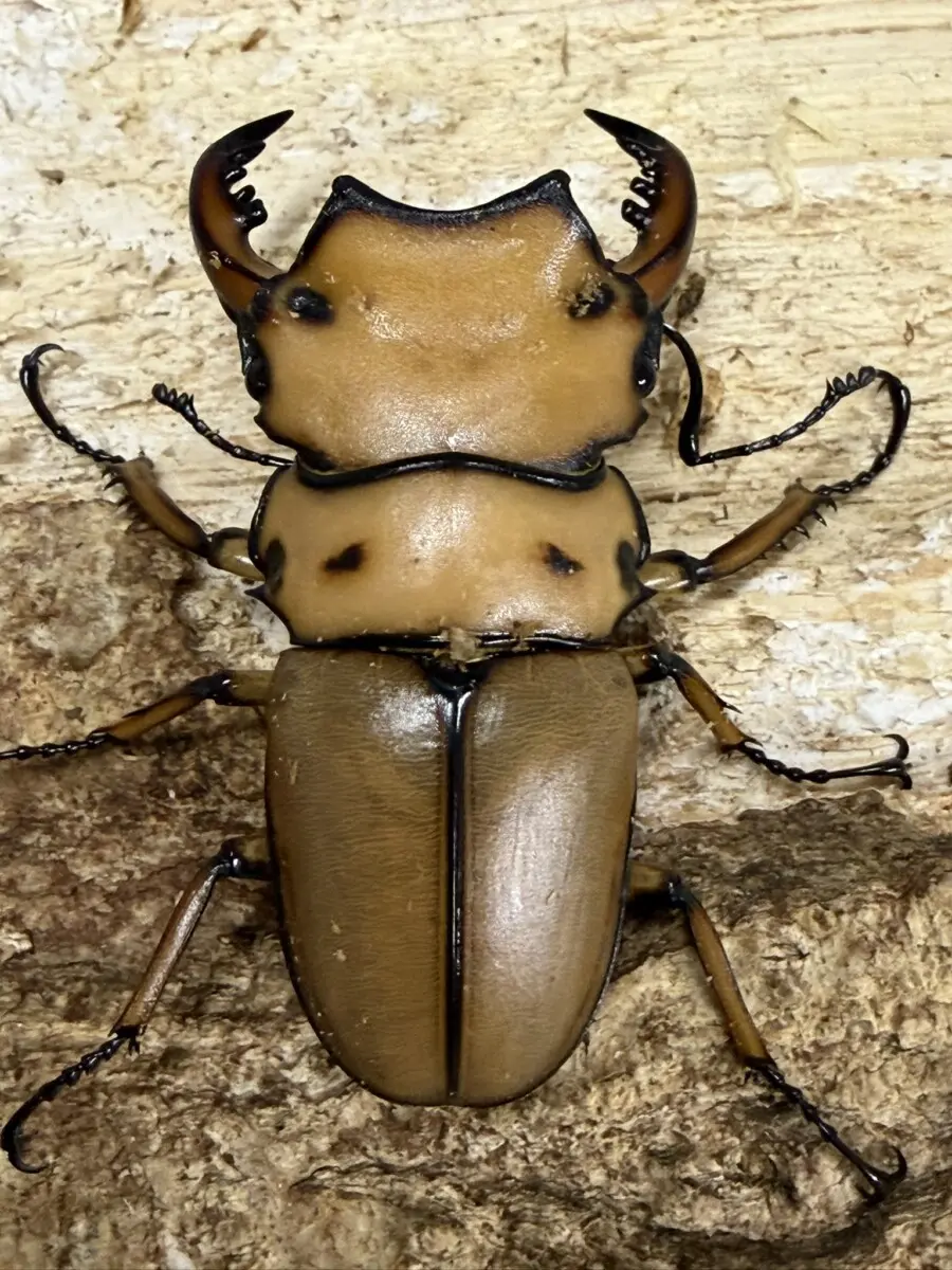 メンガタ - クワガタ横丁