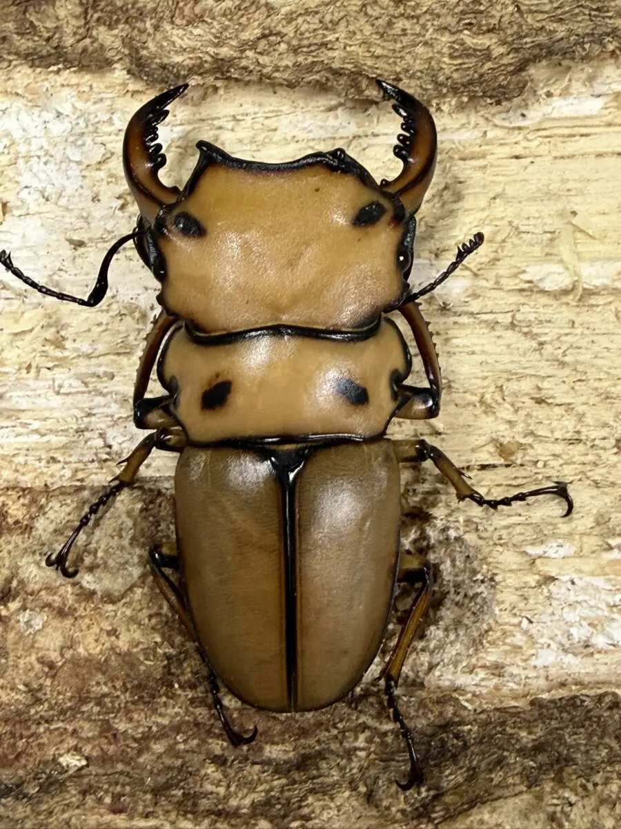 メンガタ - クワガタ横丁