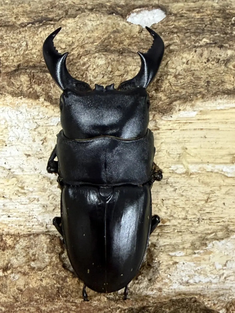 アマミヒラタクワガタ 70ミリペア - クワガタ横丁