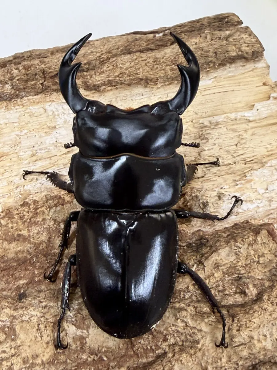 アンタエウス - クワガタ横丁