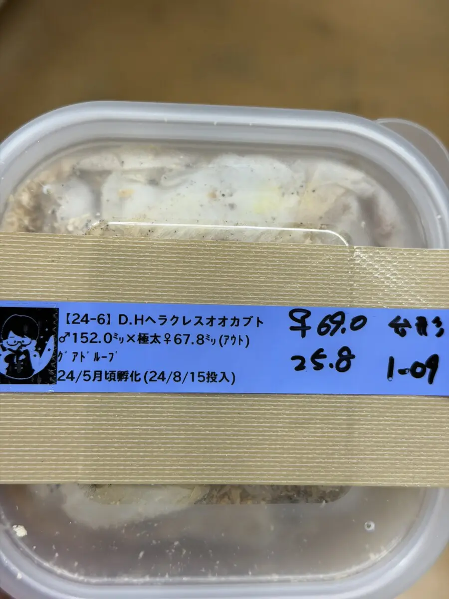 ヘラクレス・ヘラクレス 125ミリペア極太 クワカブの部屋三森氏作