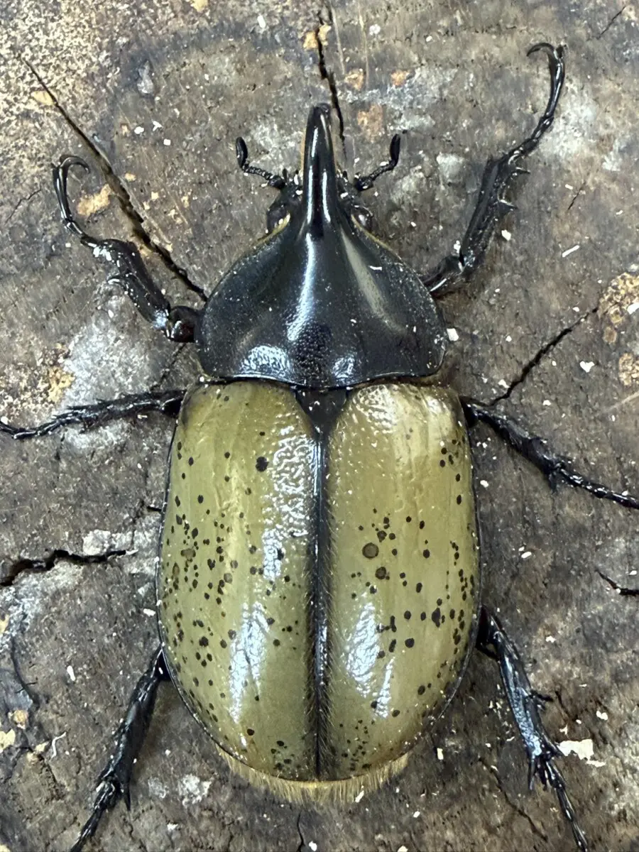 ヘラクレス - クワガタ横丁