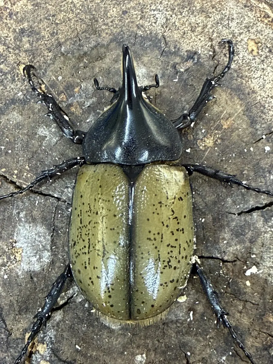 カブトムシ全般 - クワガタ横丁