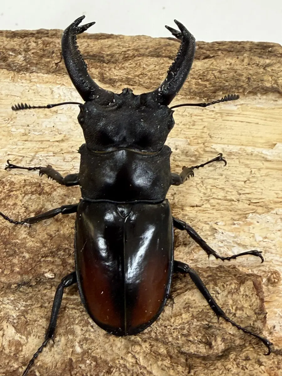 セアカ（パリー） - クワガタ横丁