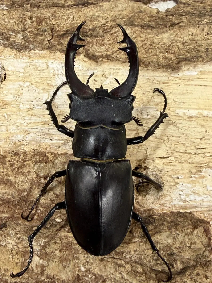 ミヤマクワガタ - クワガタ横丁