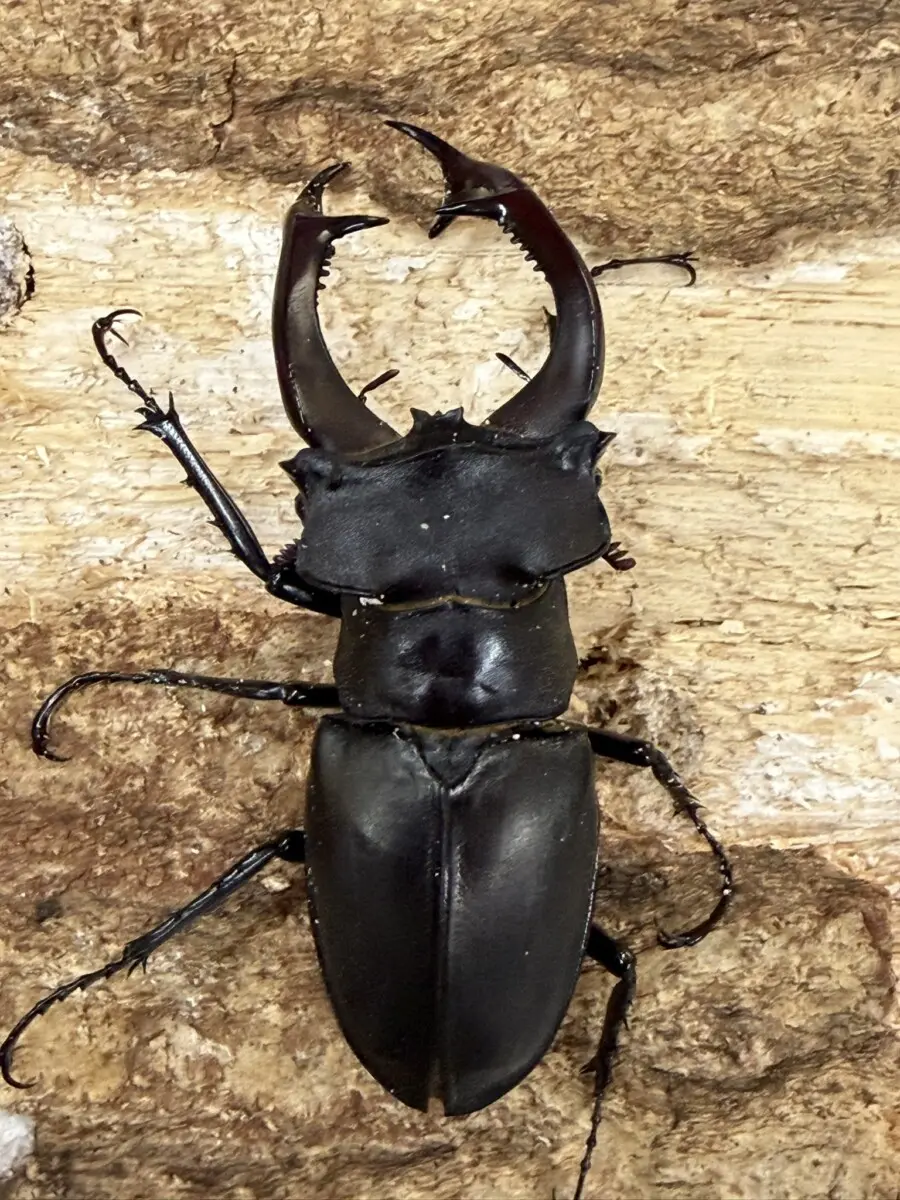 ミヤマクワガタ - クワガタ横丁