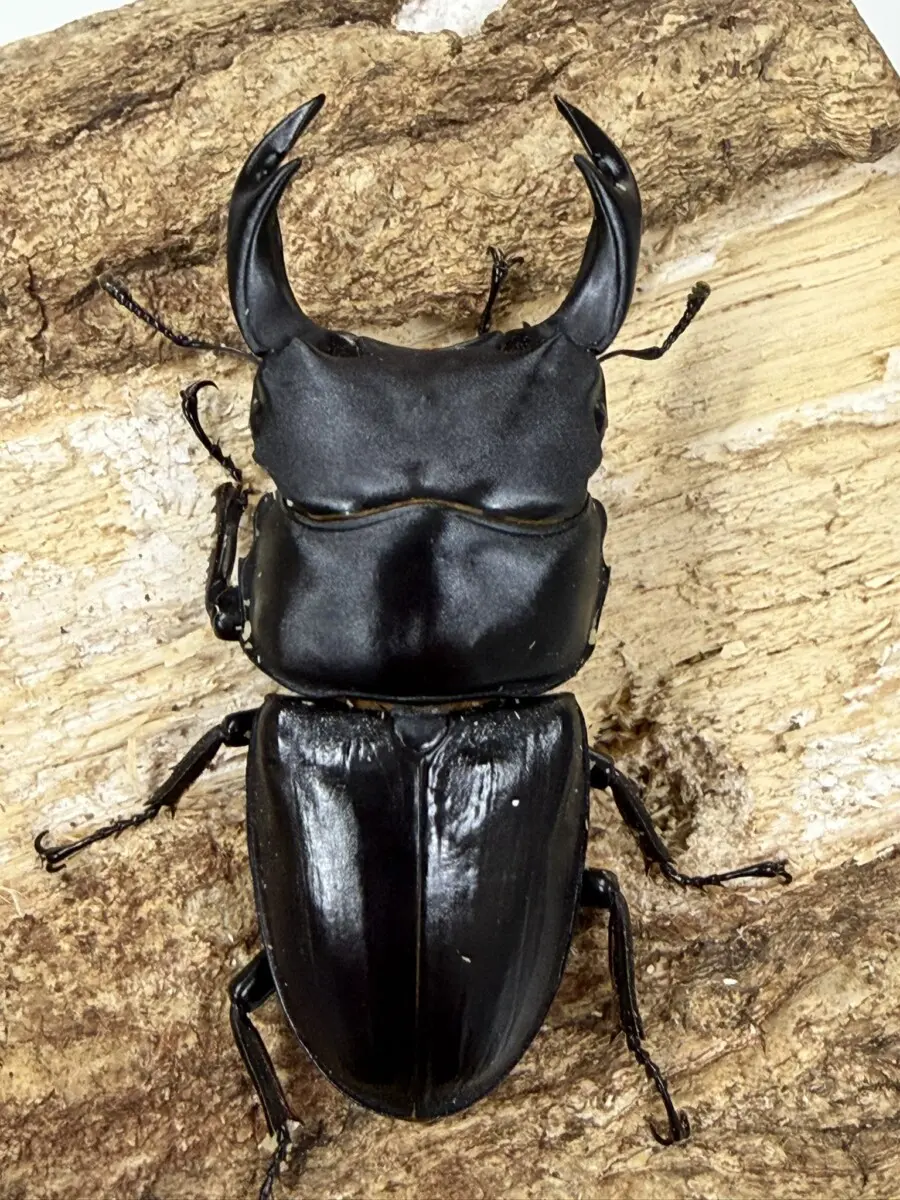 岩手県産　オオクワガタ1PA ♂48♀33 ☆岩手県産オオクワガタ♂76mmペア☆ - INSECT ULTIMA