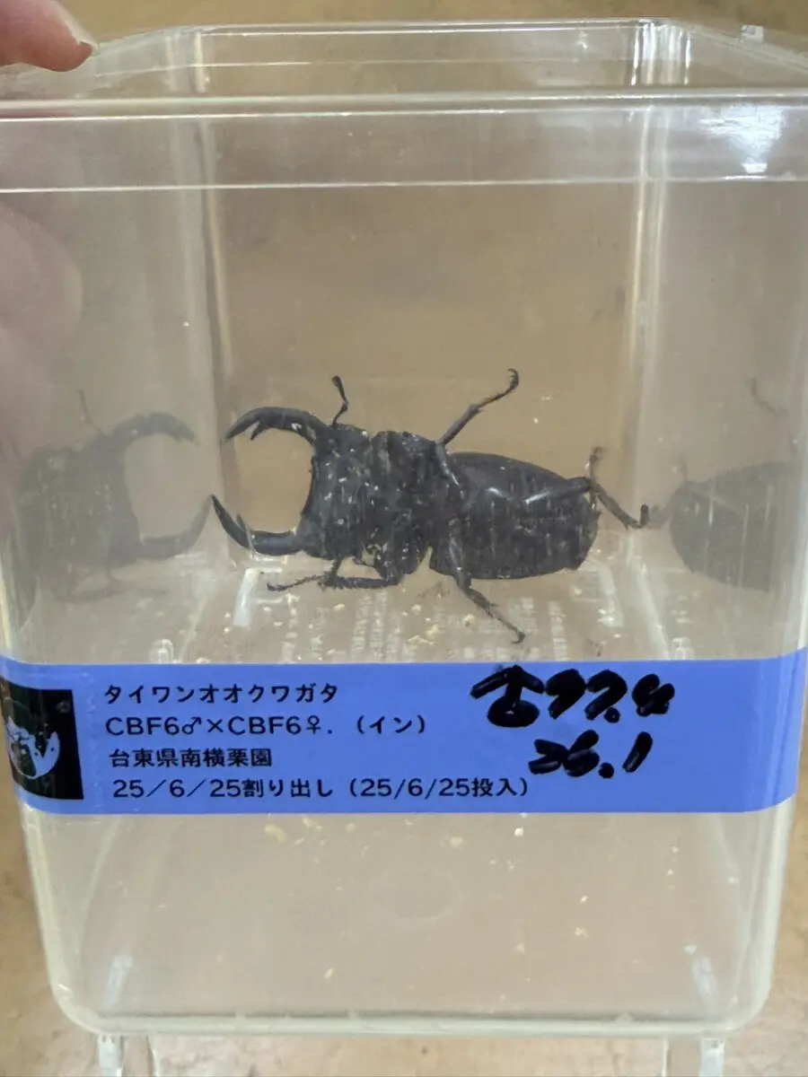 タイワンオオクワ 台東縣 77ミリペア - クワガタ横丁