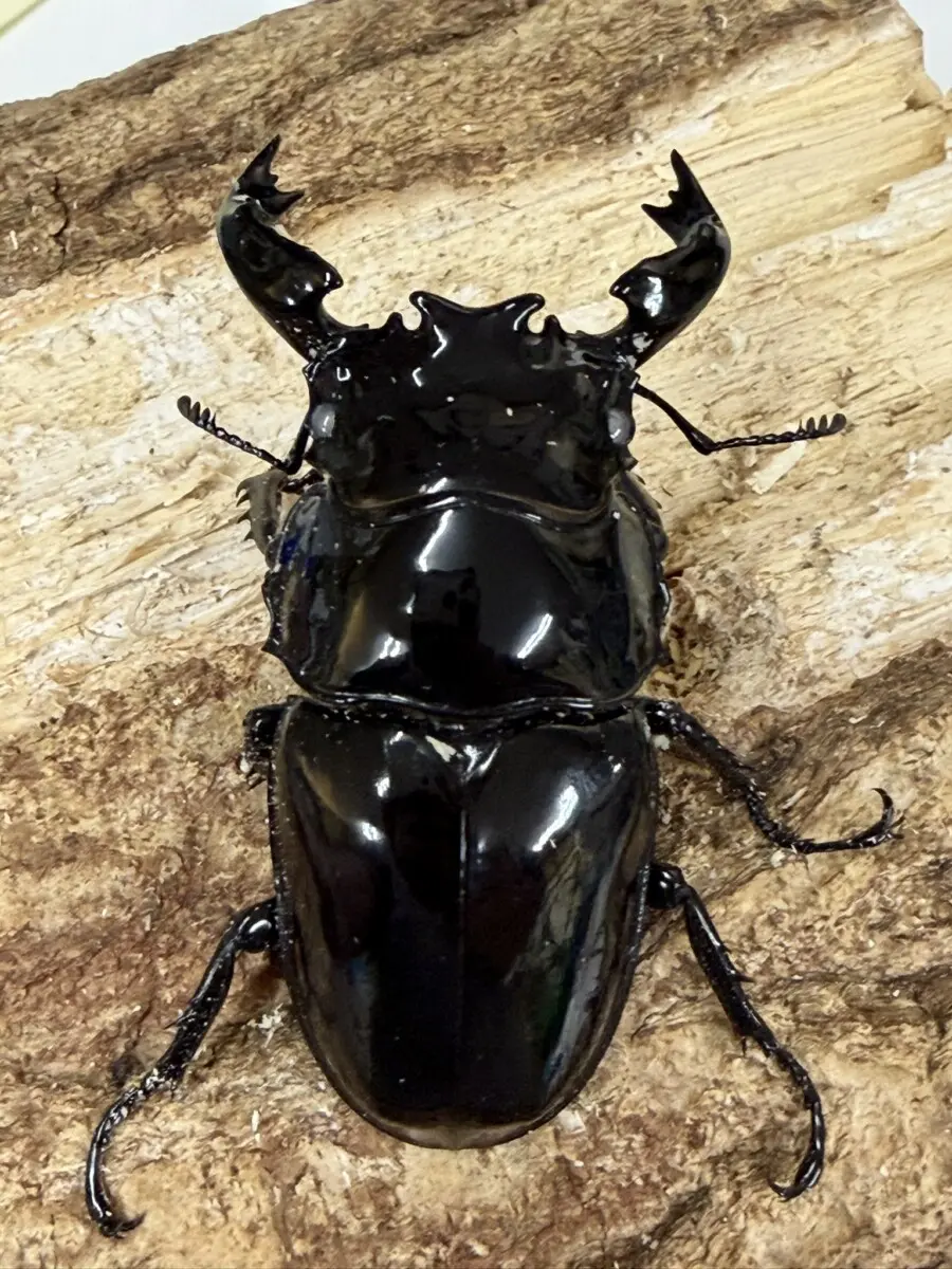 タランドゥス - クワガタ横丁