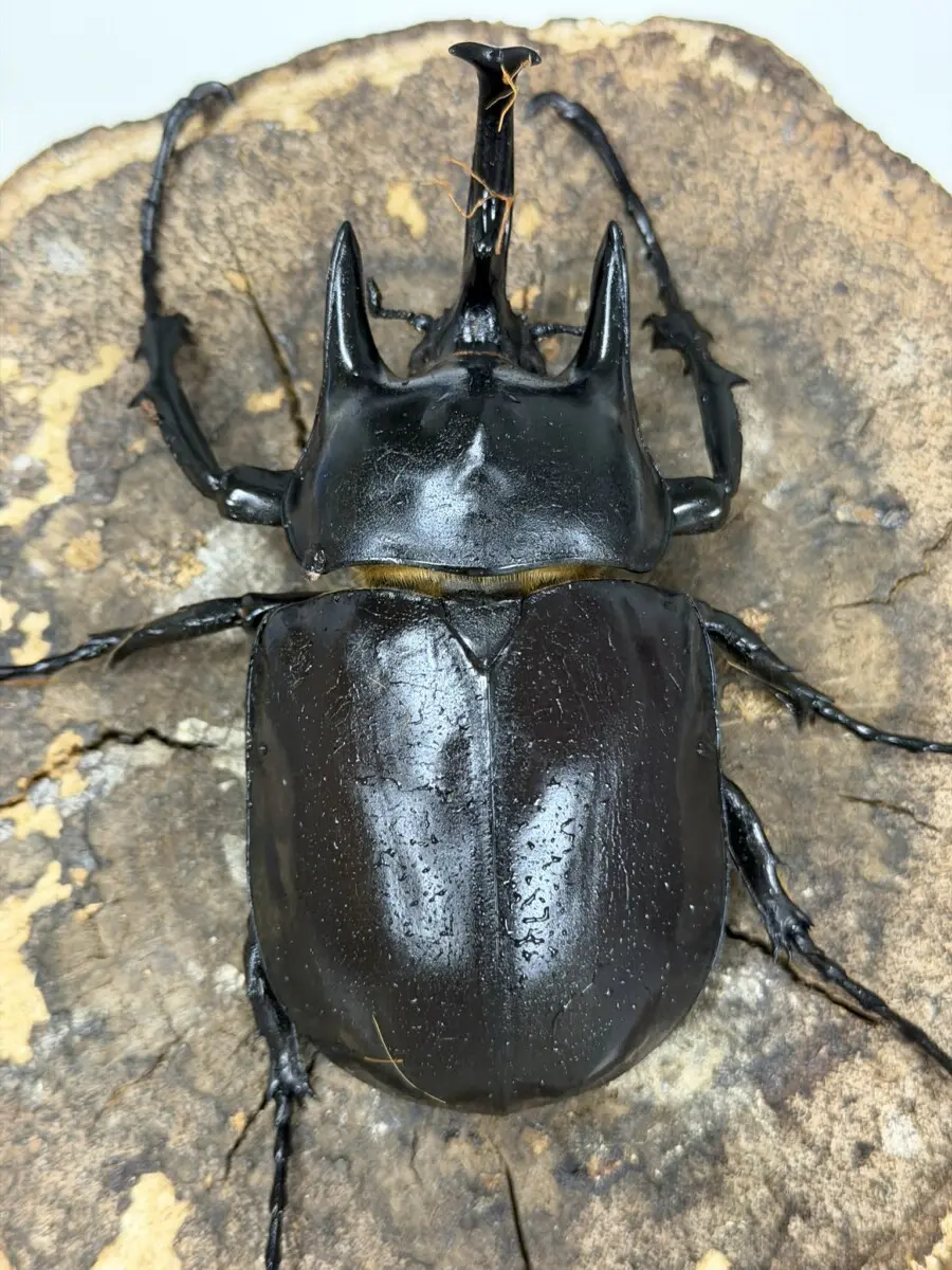 ゾウカブト - クワガタ横丁