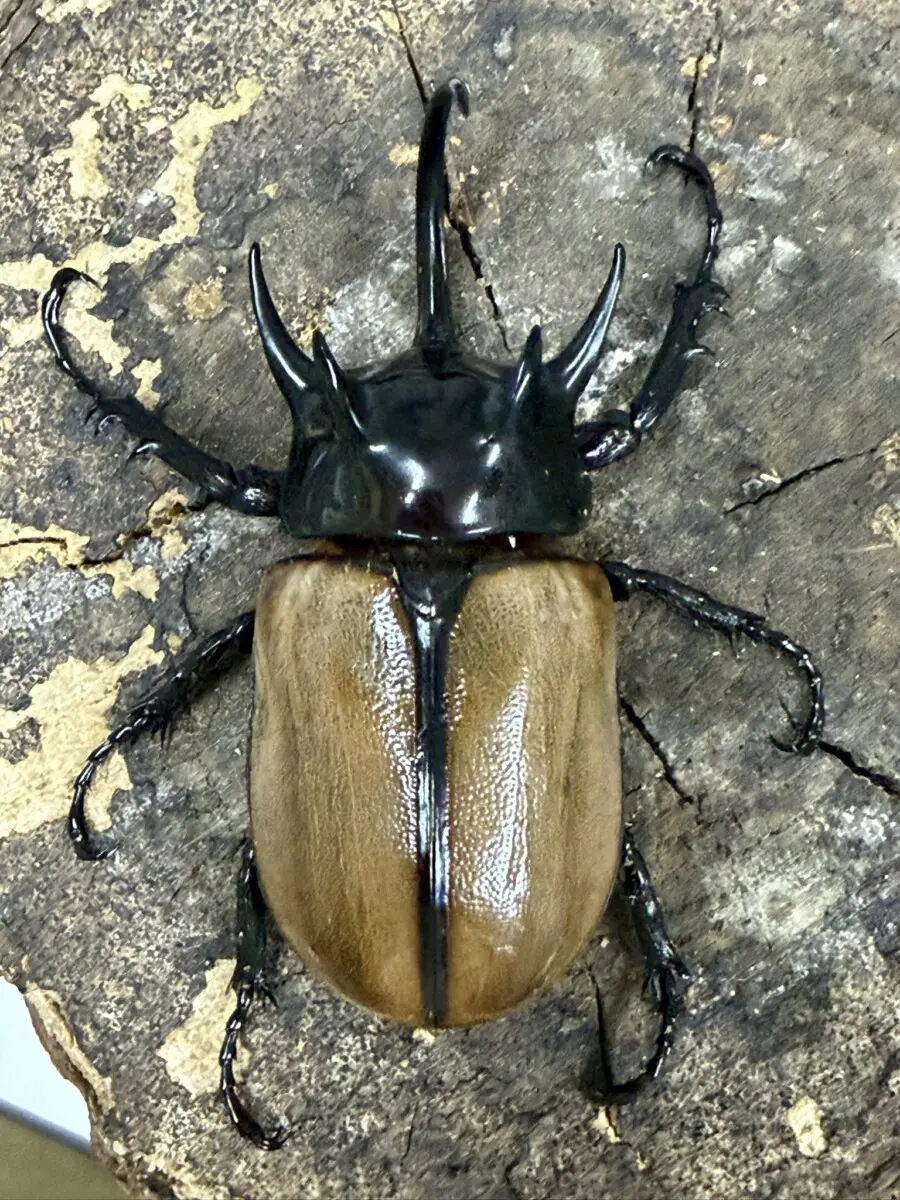 カブトムシ全般 - クワガタ横丁