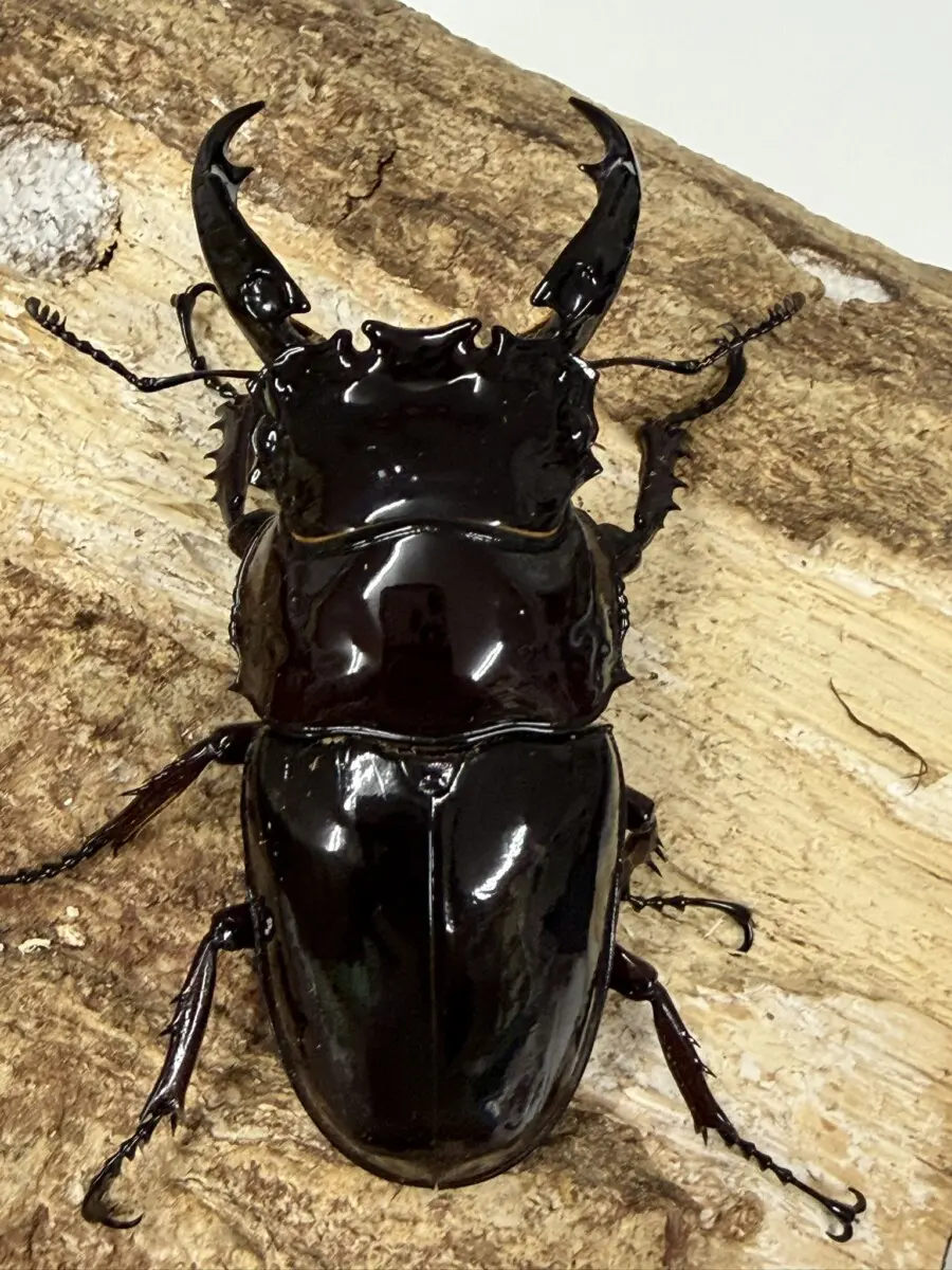 新商品 - クワガタ横丁