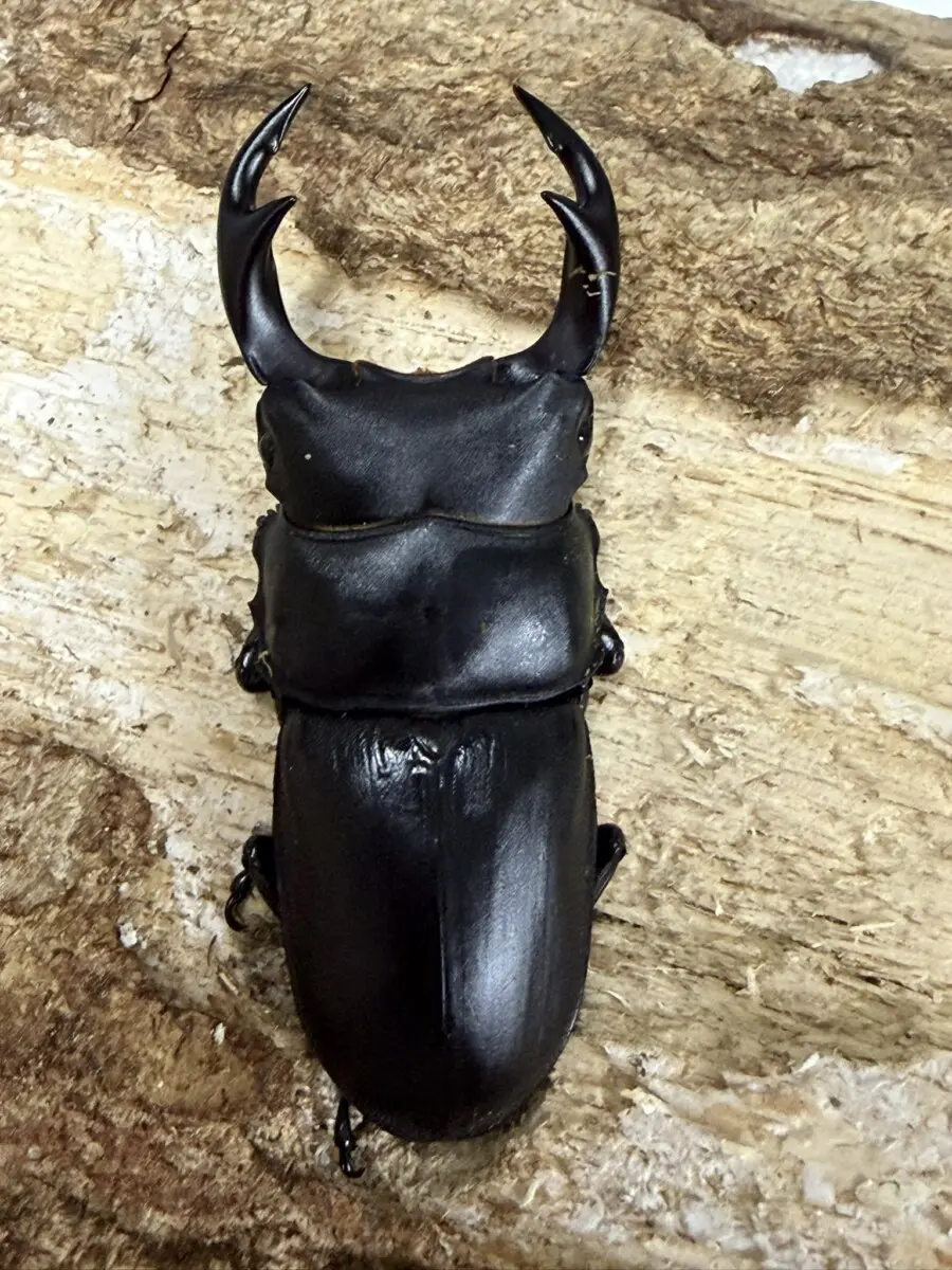 新商品 - クワガタ横丁