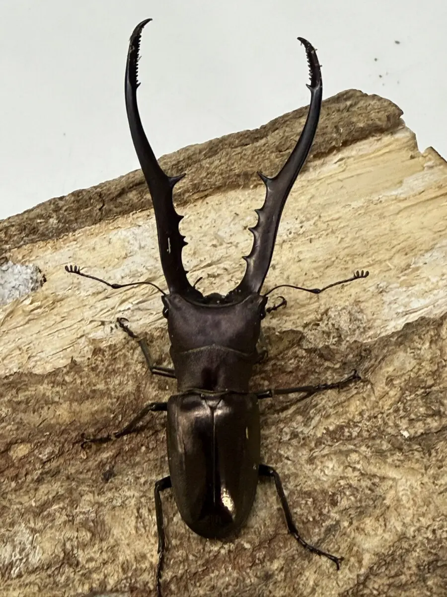 ホーム - クワガタ横丁