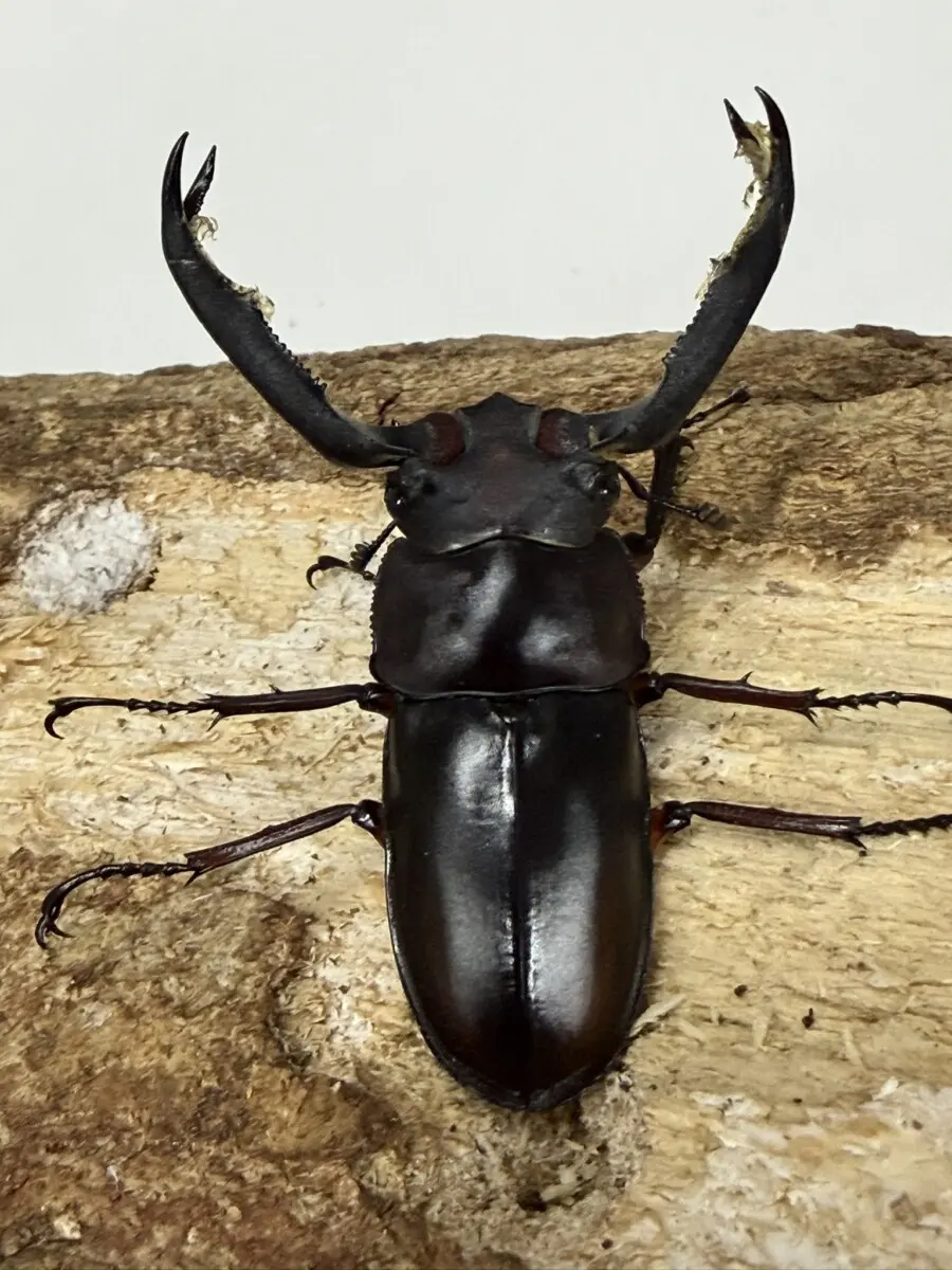 ディディエール - クワガタ横丁