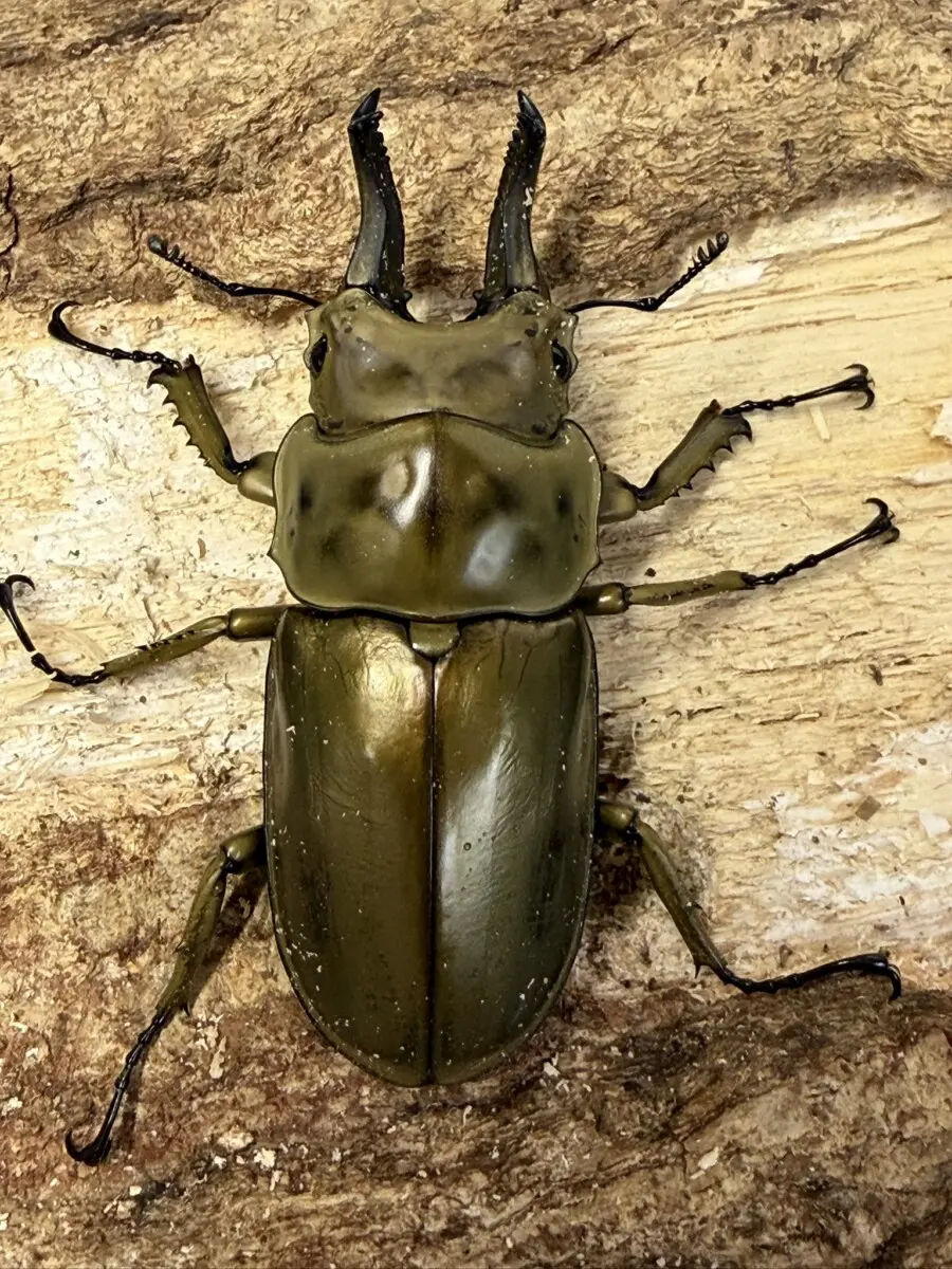 ローゼンベルグ - クワガタ横丁