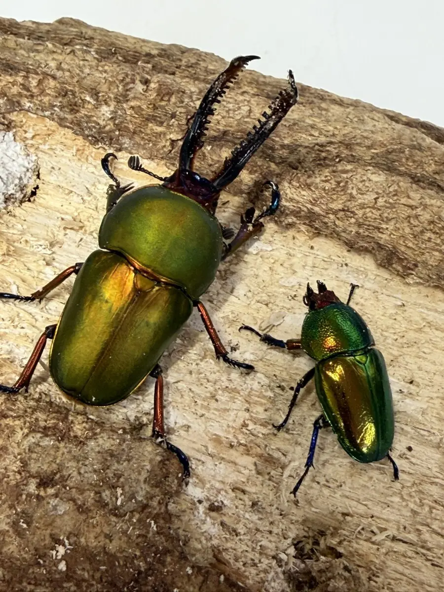 オーストラリア - クワガタ横丁