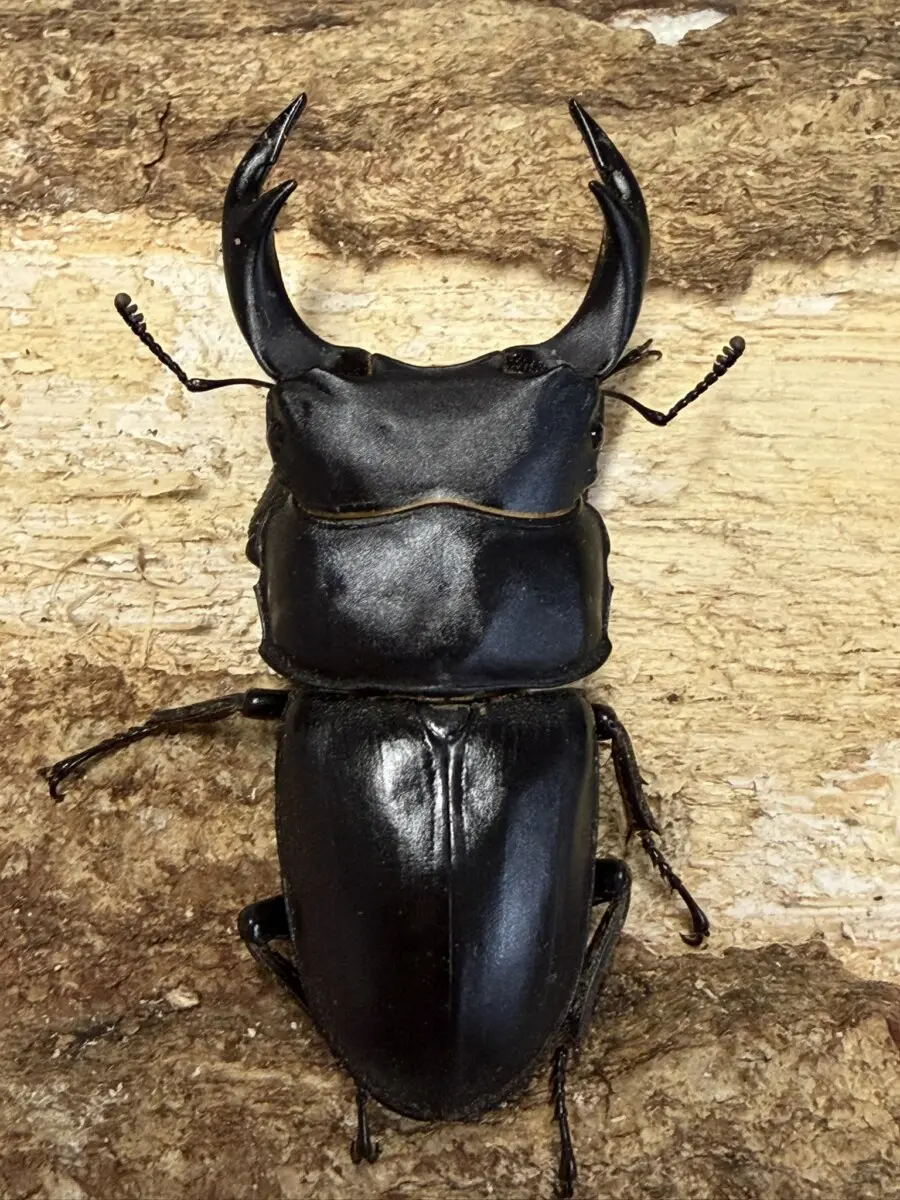 国産オオクワガタ 対馬 67ミリペア - クワガタ横丁