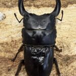 国産オオクワガタ 対馬 75ミリペア - クワガタ横丁
