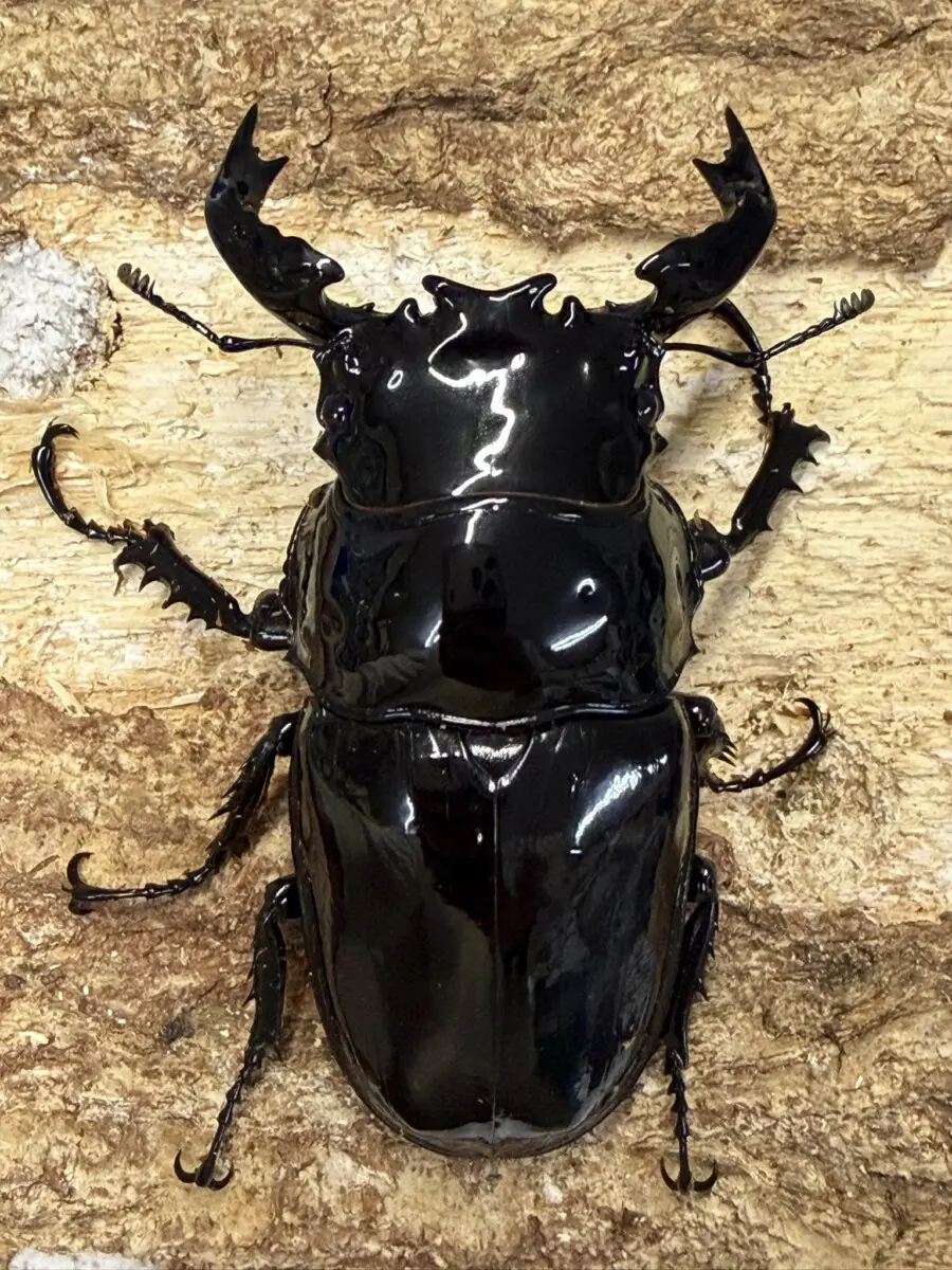 メソトプス・タランドゥス 81ミリペア - クワガタ横丁