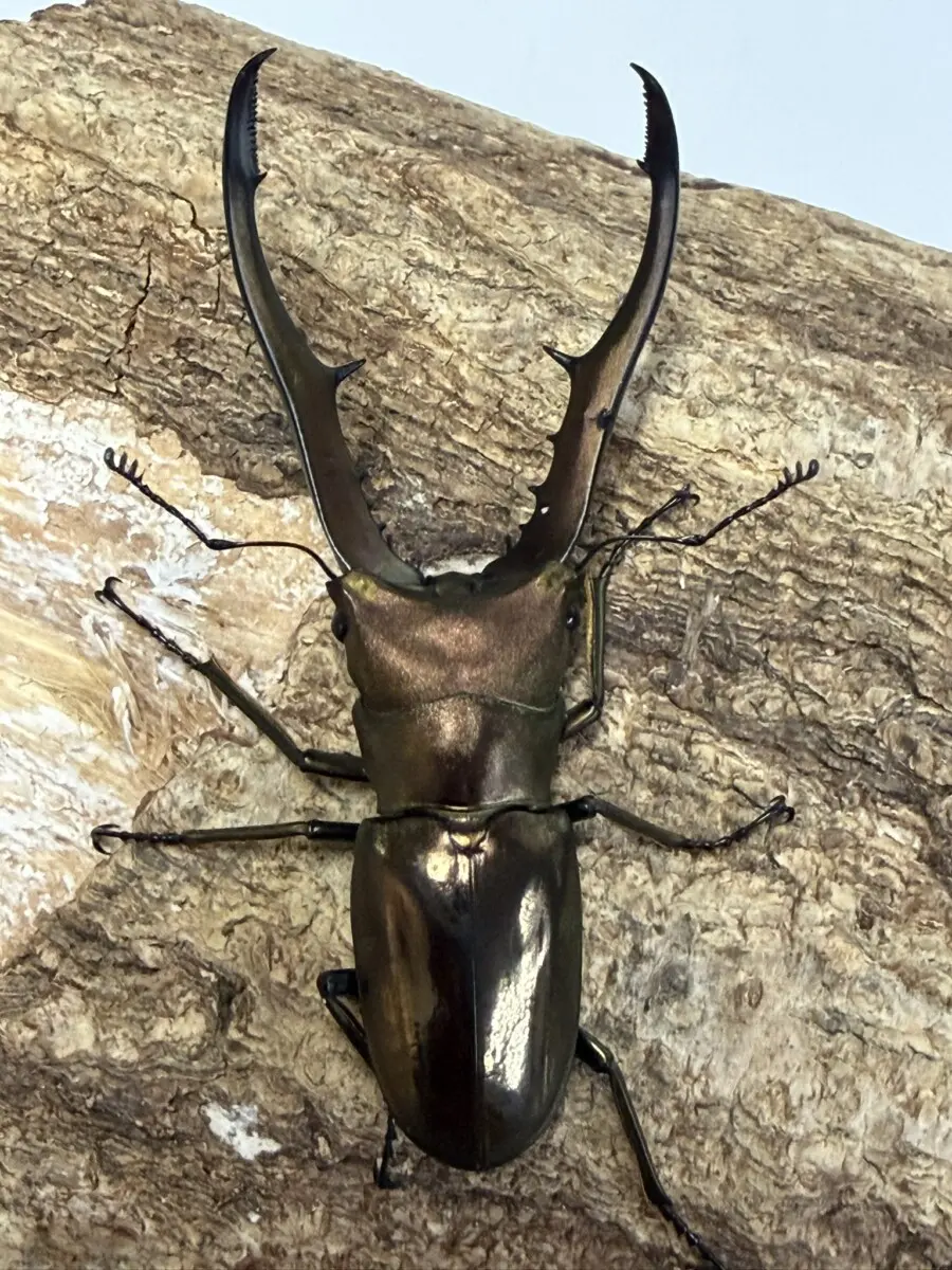 ホーム - クワガタ横丁