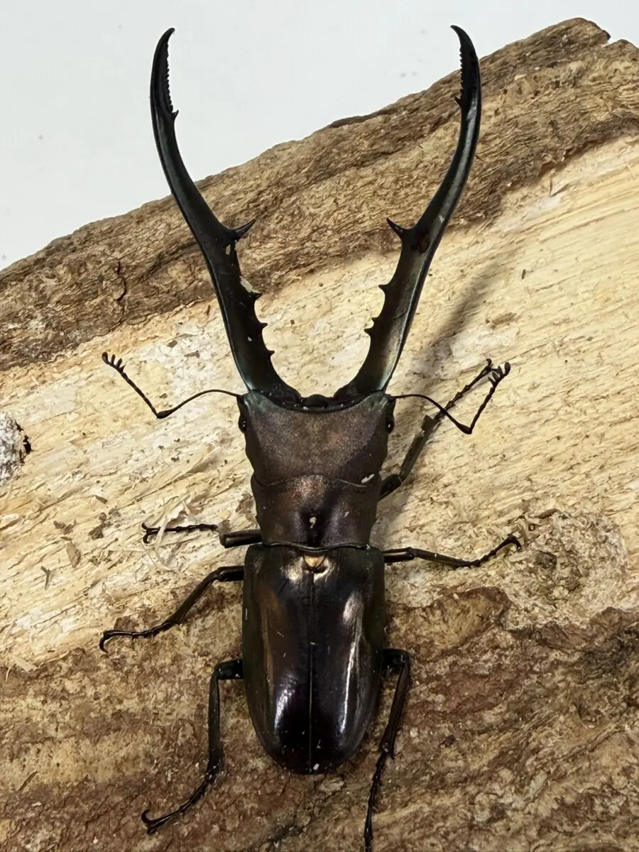 WILD メタリフェルホソアカクワガタ♂85ミリペア ペレン島