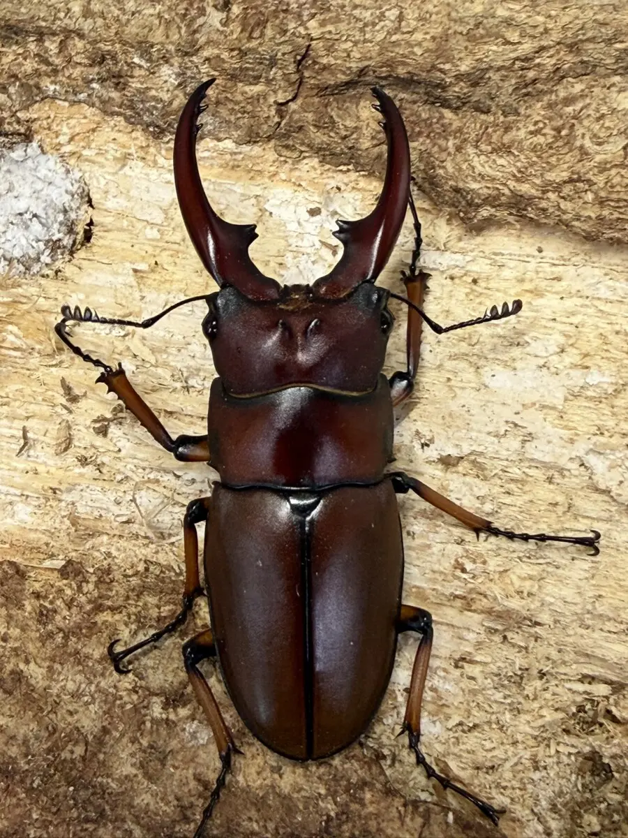 ホーム - クワガタ横丁