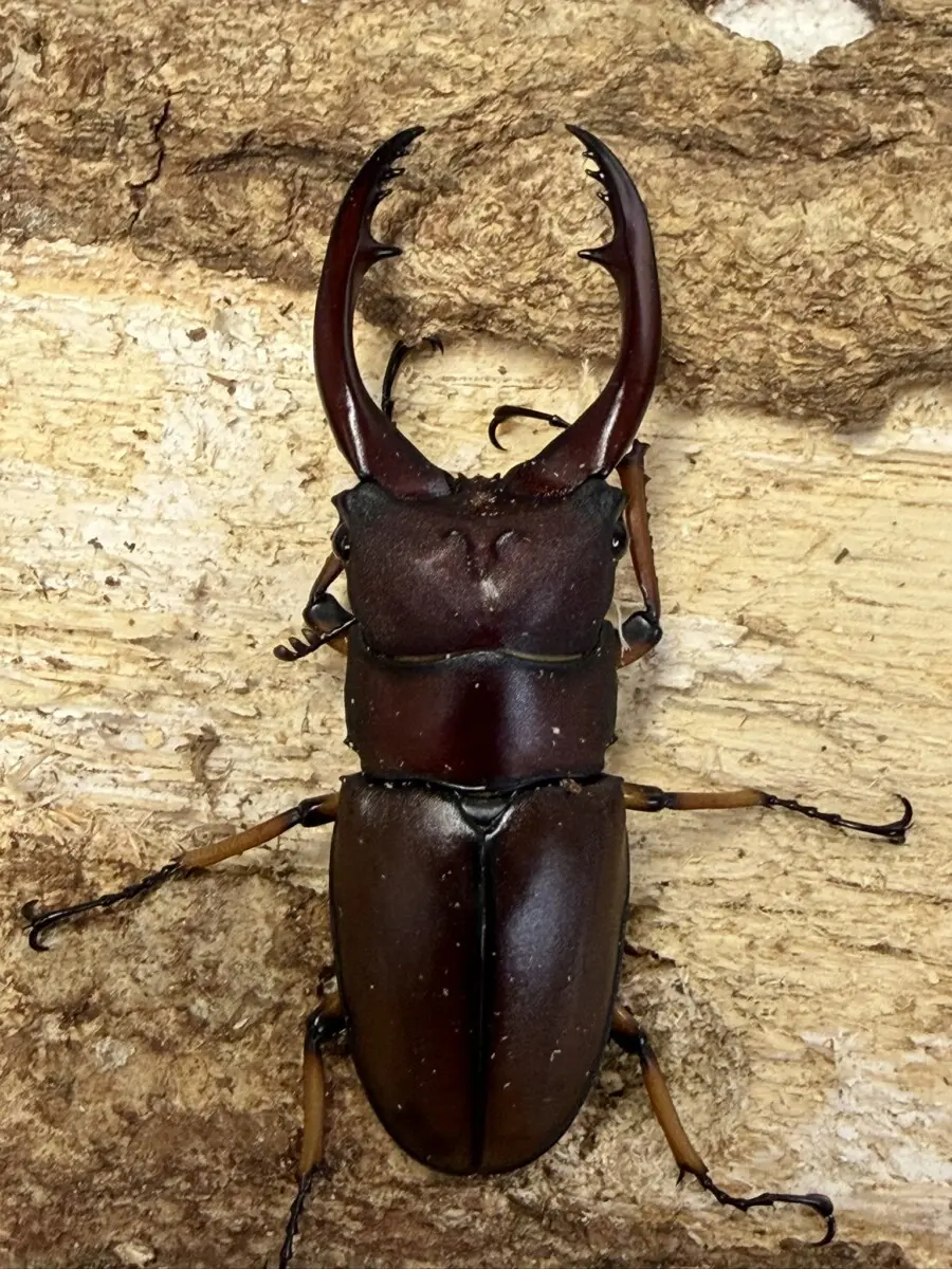 ホーム - クワガタ横丁