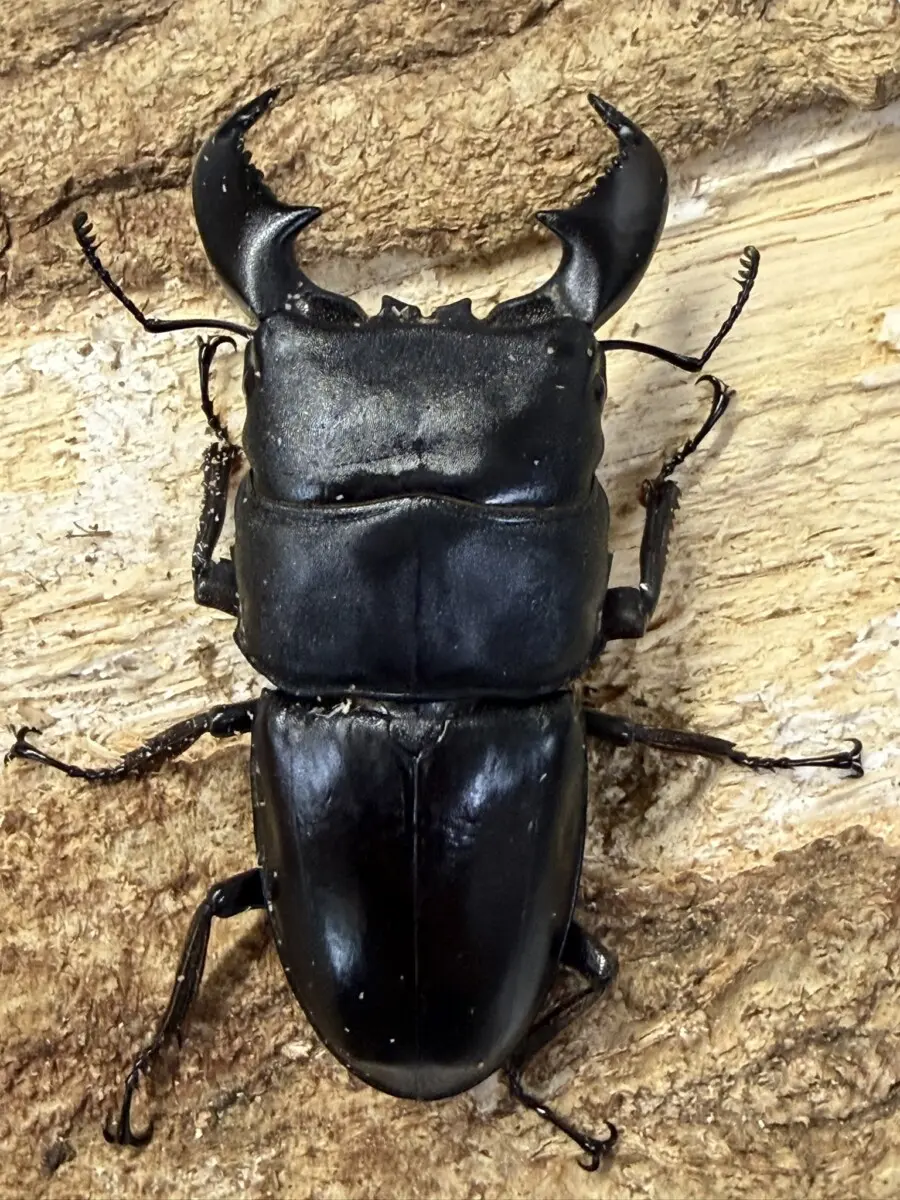 新商品 - クワガタ横丁