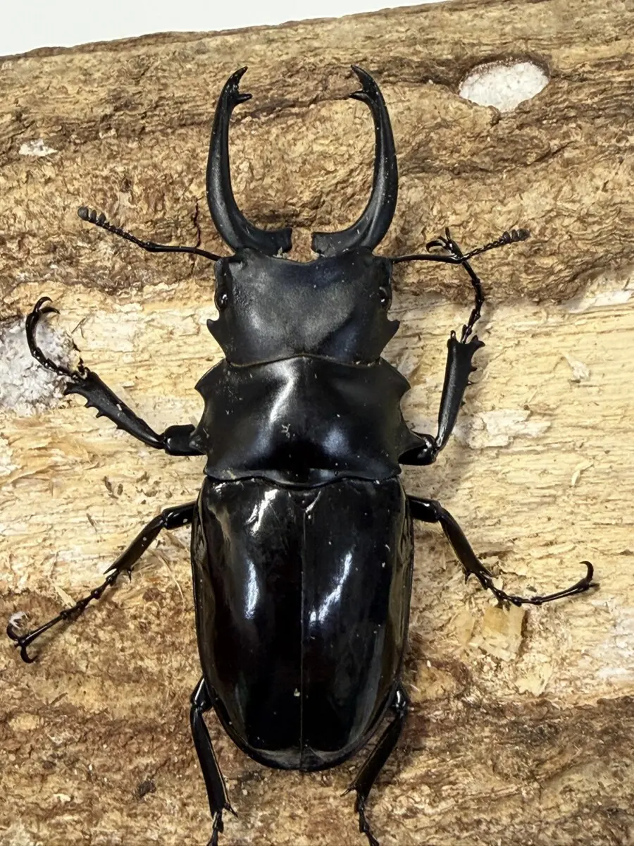 ホーム - クワガタ横丁