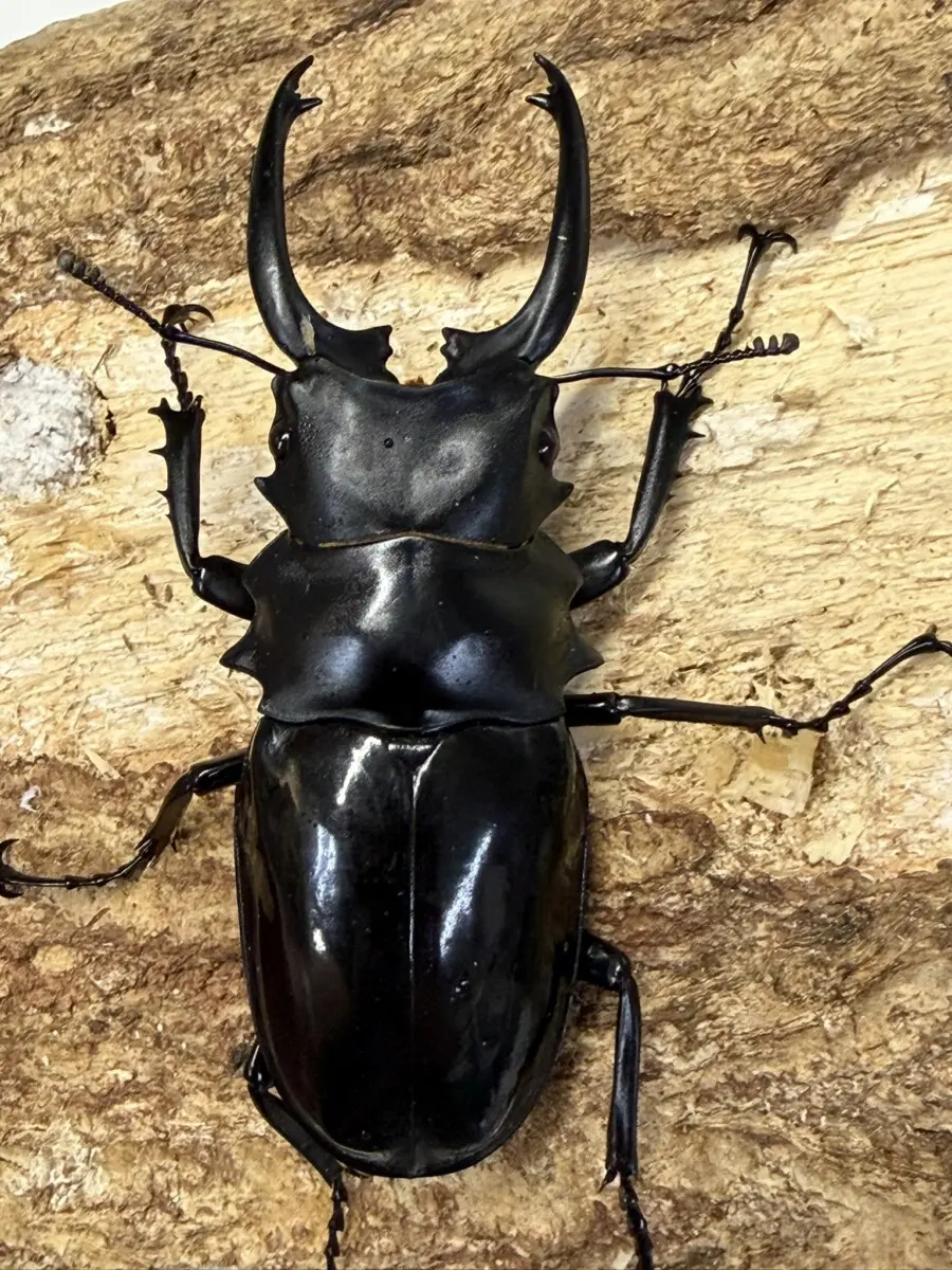 新商品 - クワガタ横丁